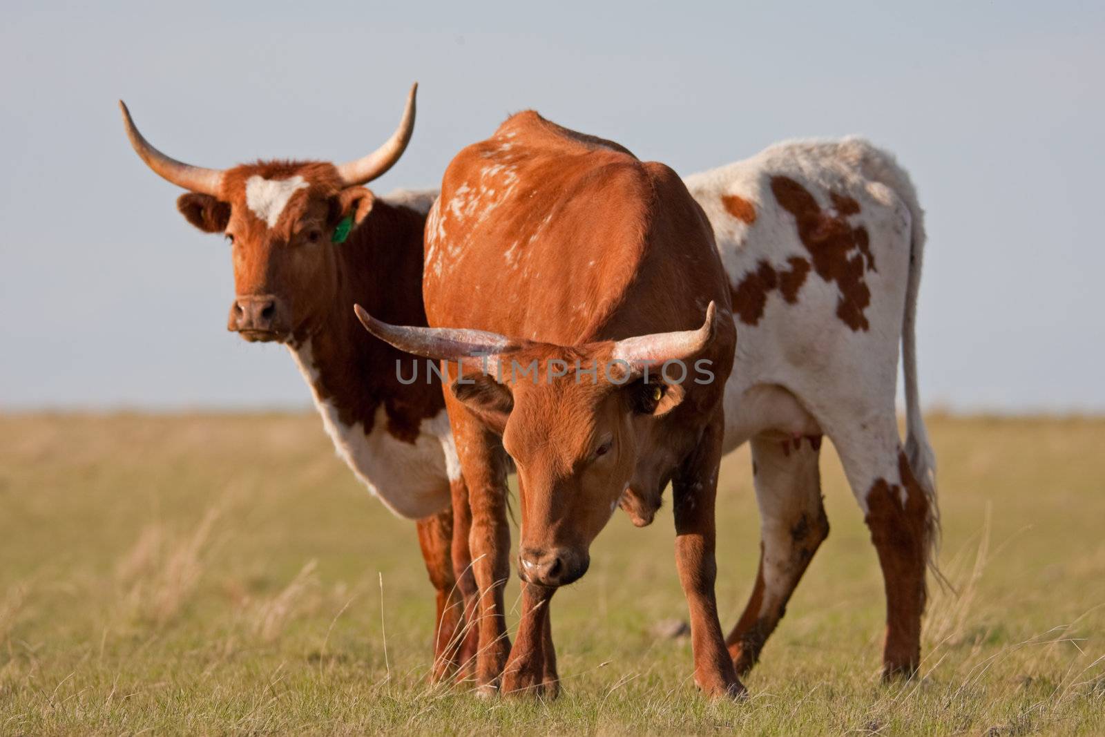 Long-Horned Cattle by songbird839