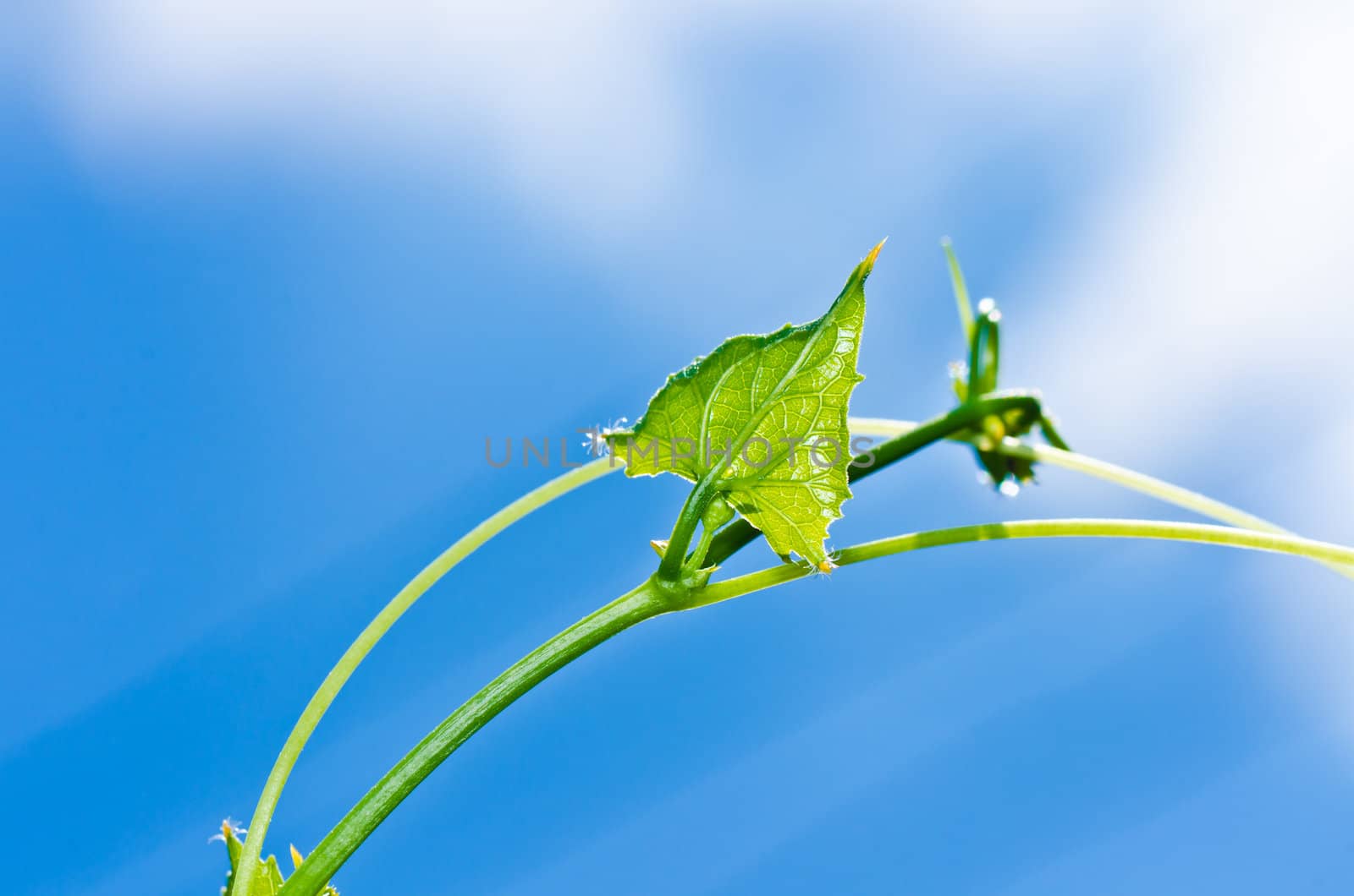 green leaf and blue sky in fresh nature