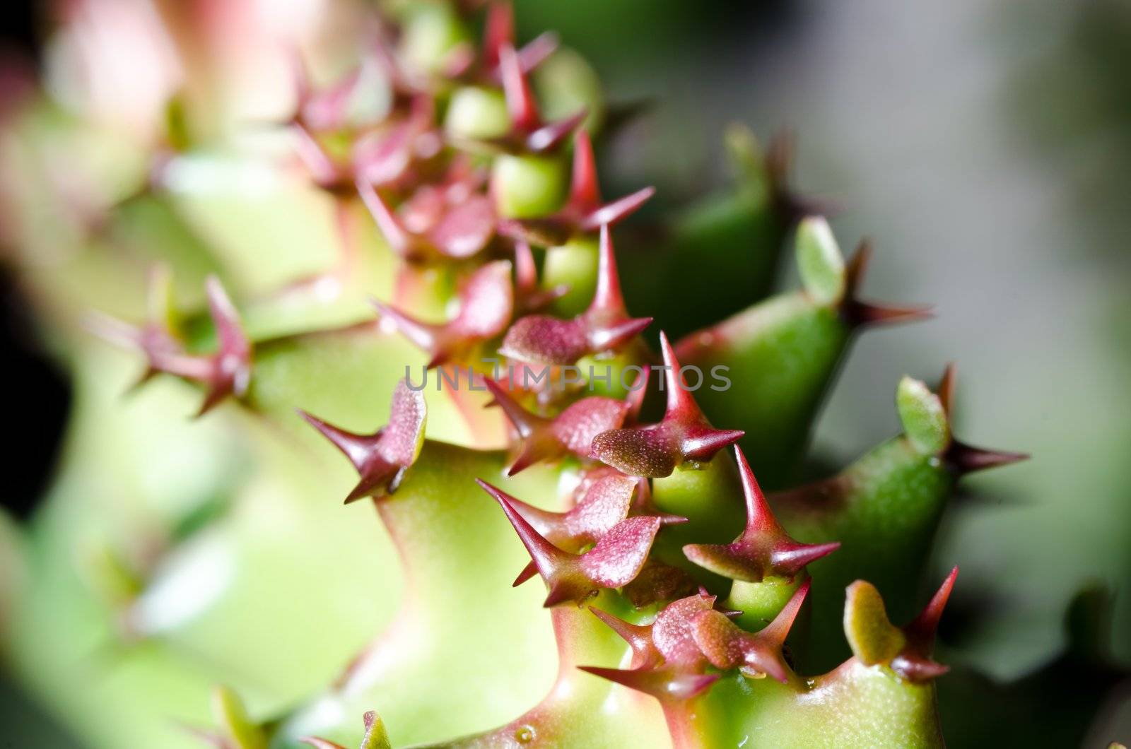 close up cactus by sweetcrisis