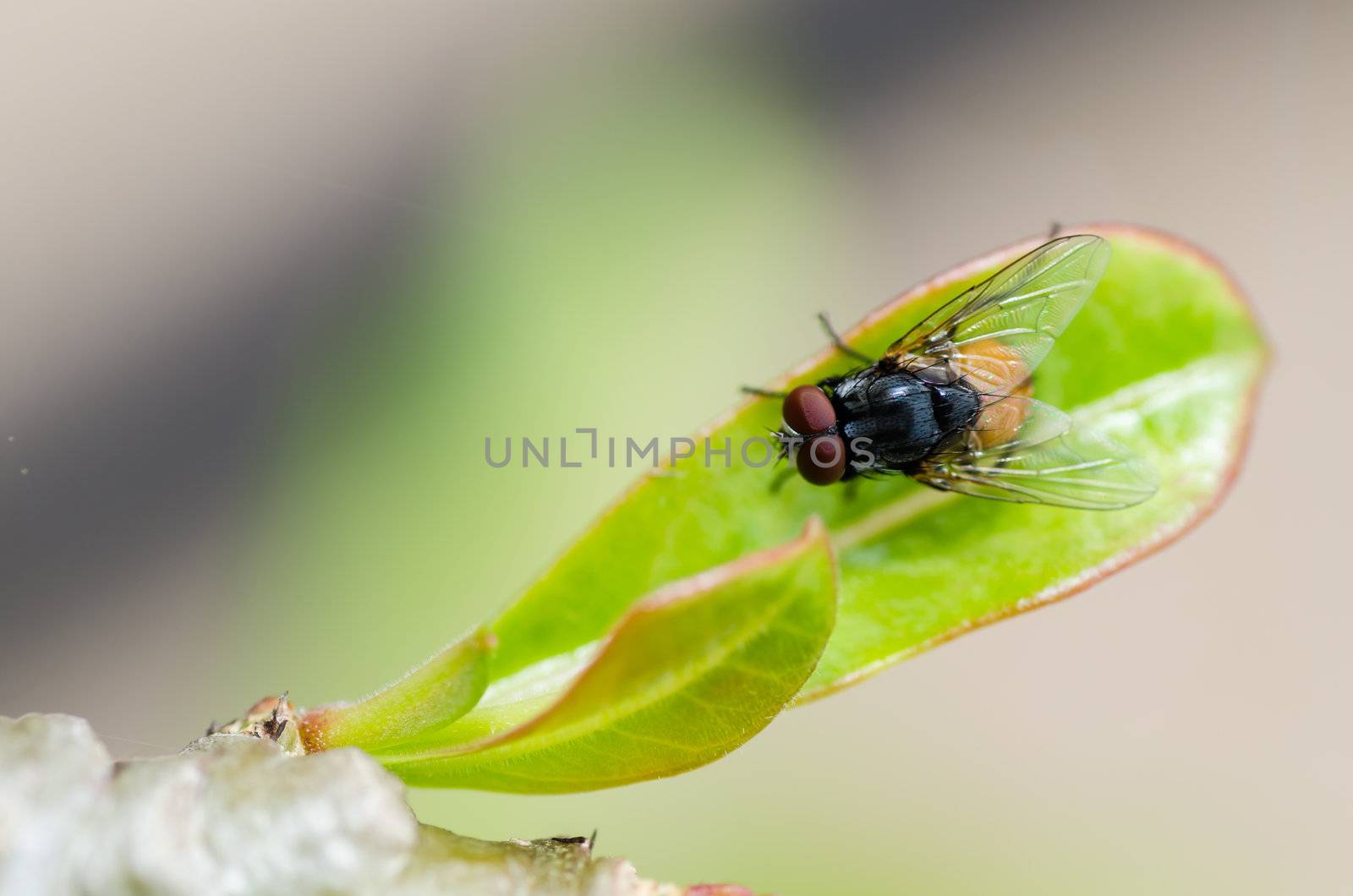 fly in green nature or in the city or food