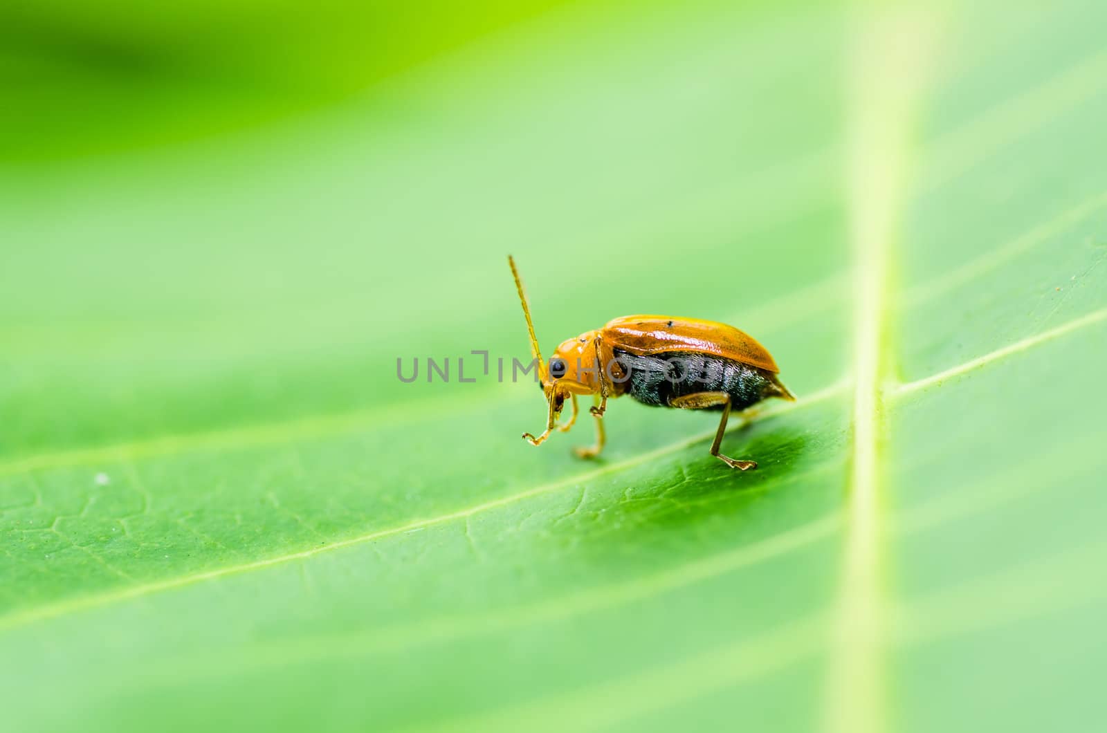 orange beetle in green nature or the garden