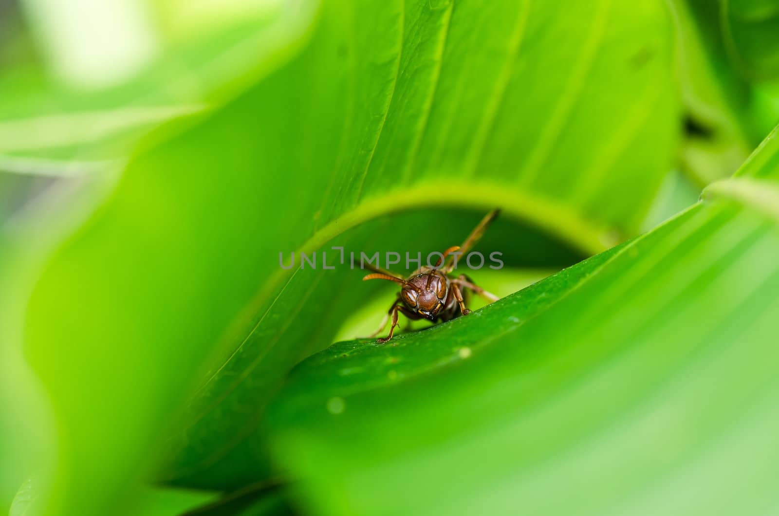 waspin leaf in green nature or in garden. It's danger.