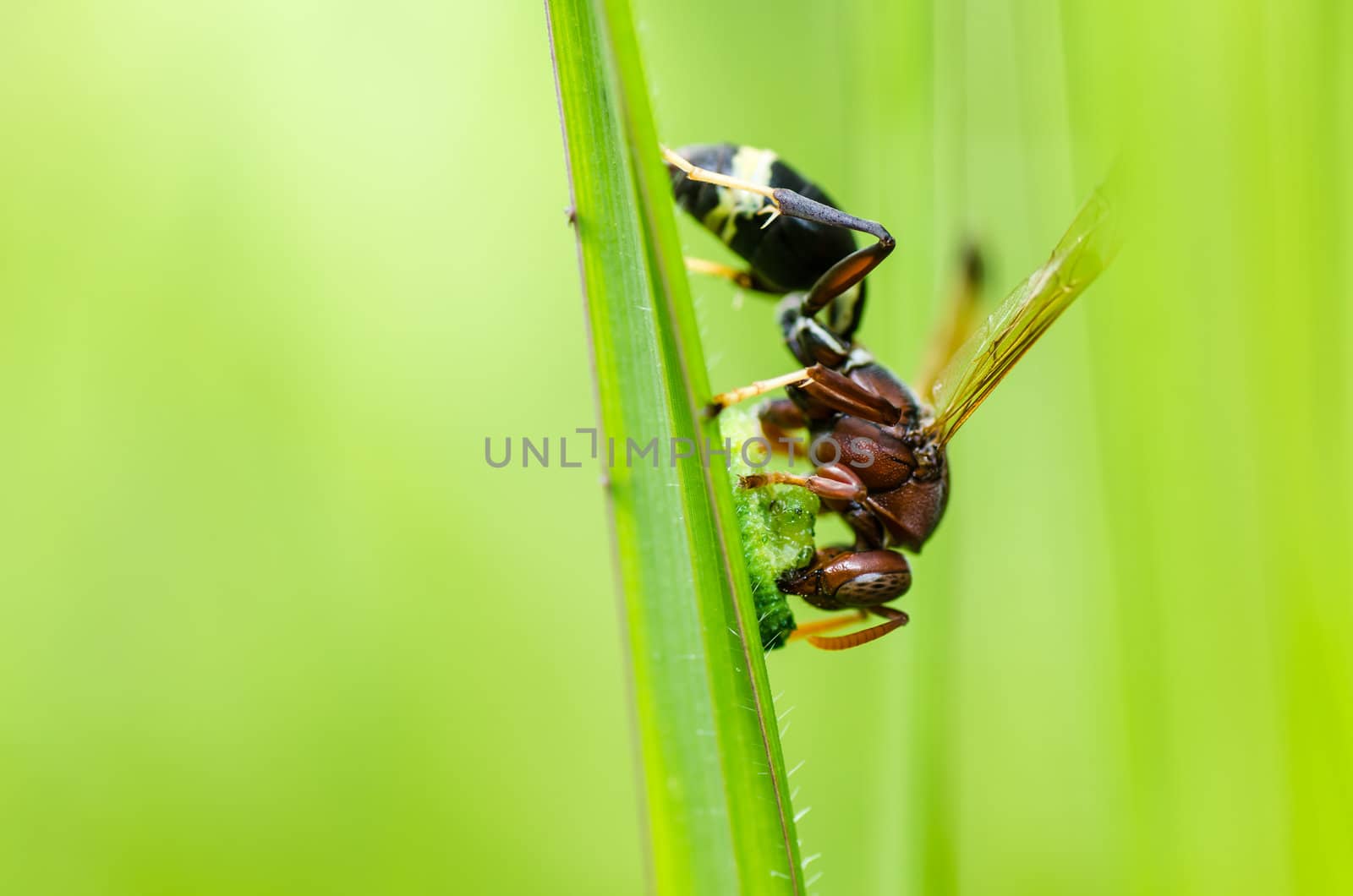 wasp in green nature or in garden by sweetcrisis