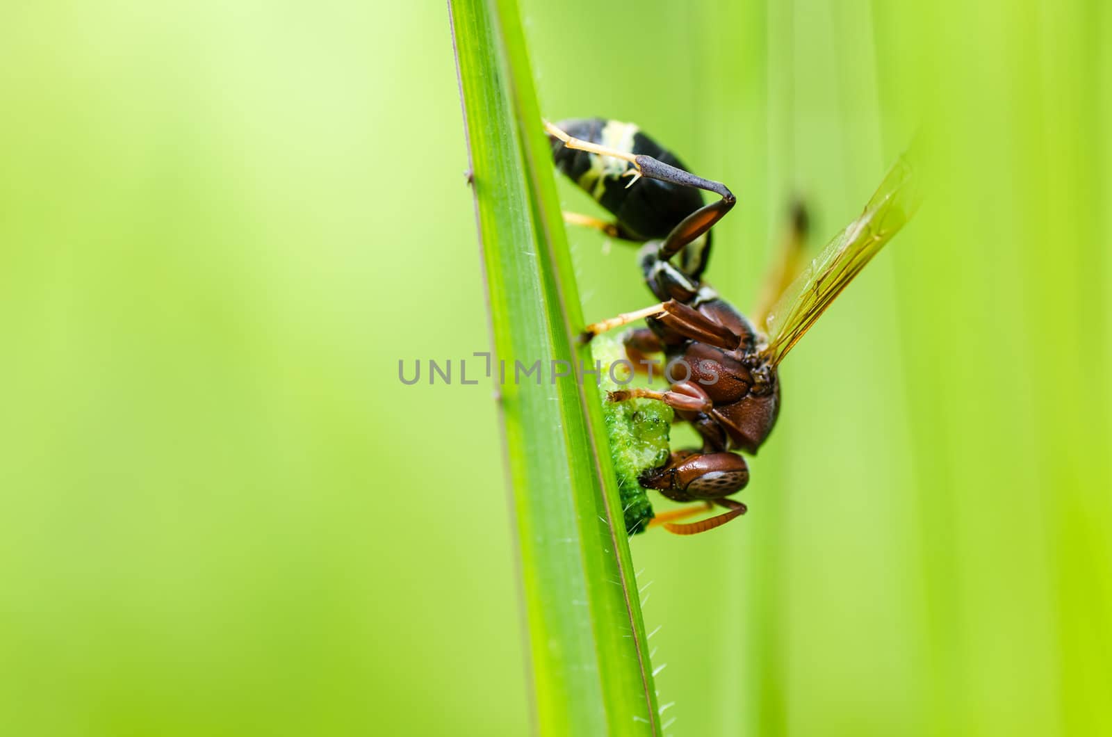 wasp in green nature or in garden. It's danger.