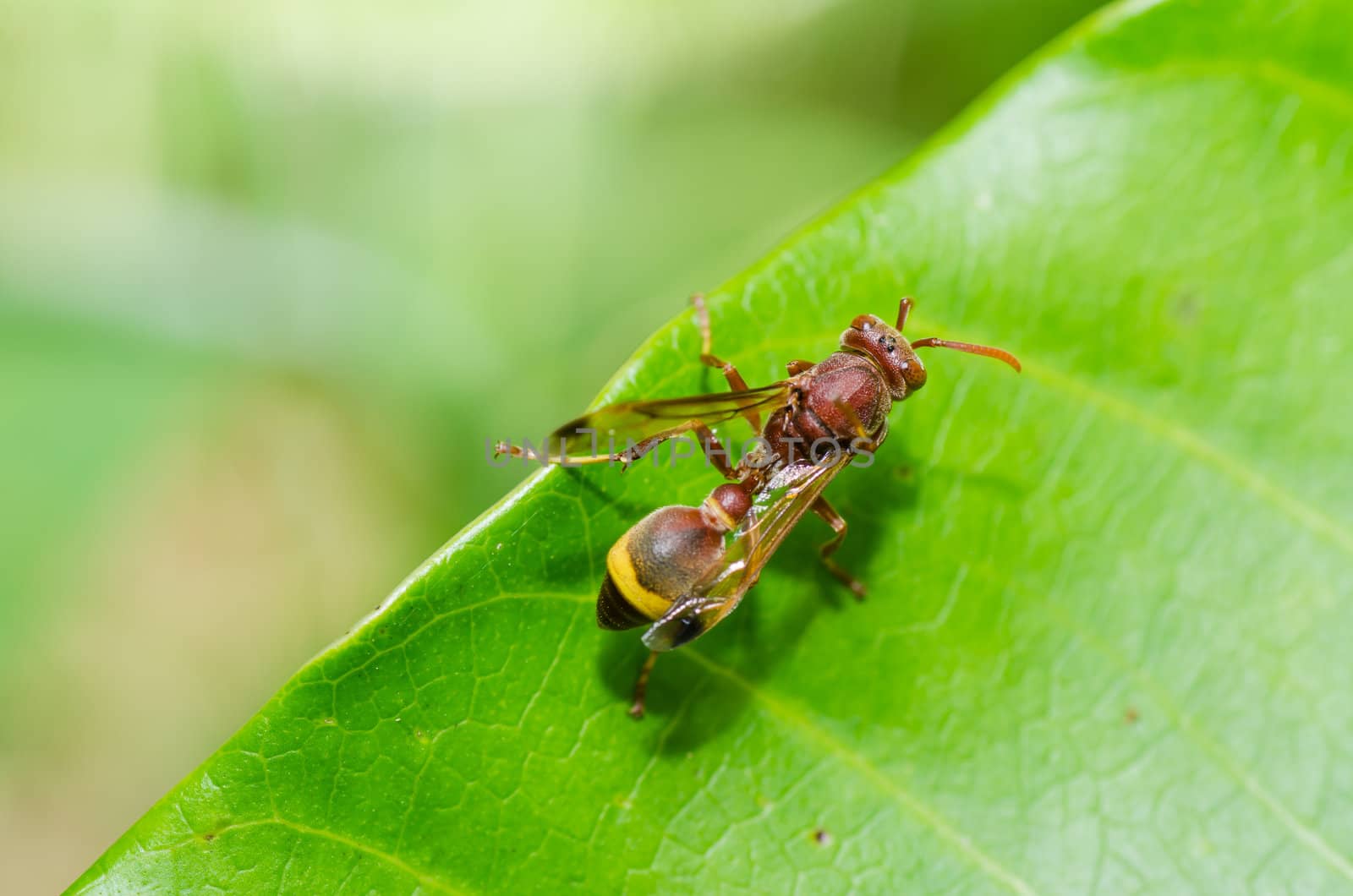 wasp in green nature or in garden by sweetcrisis