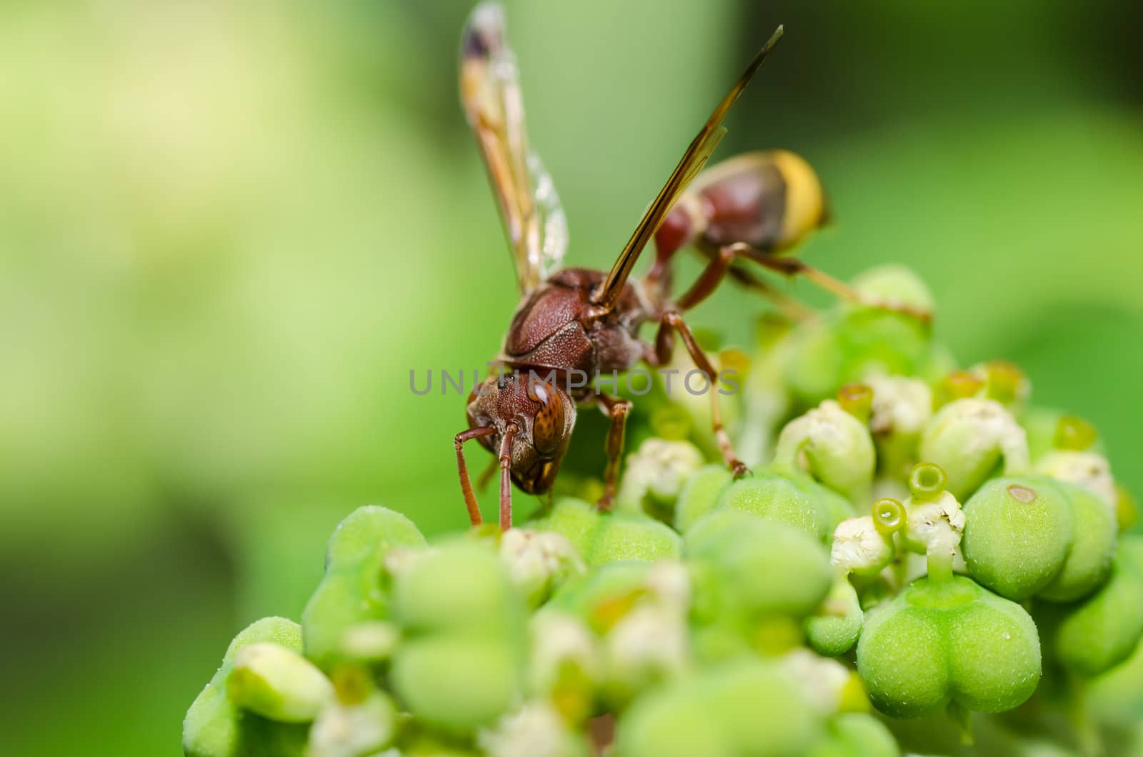 wasp in green nature or in garden by sweetcrisis