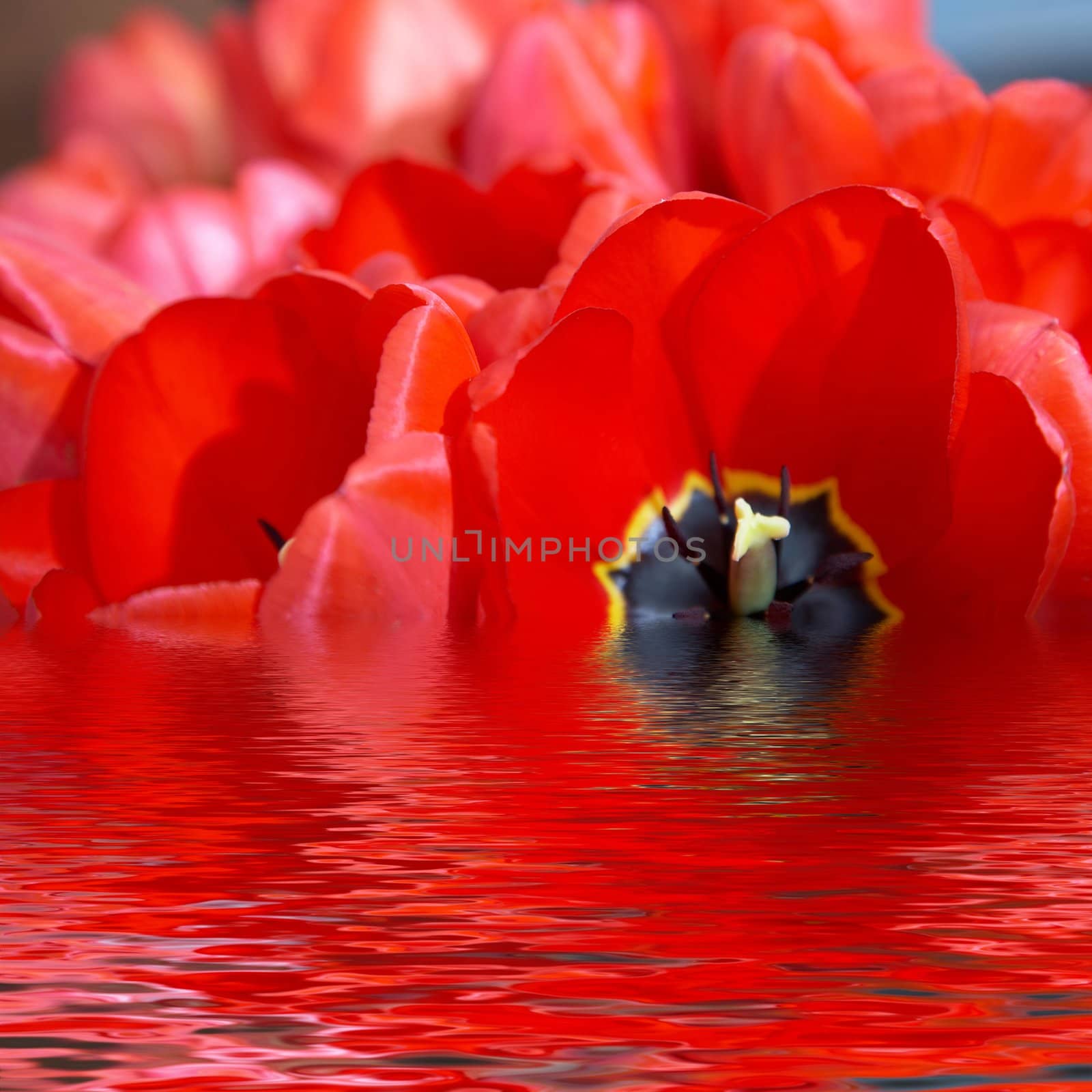 An image of nice red tulip in water