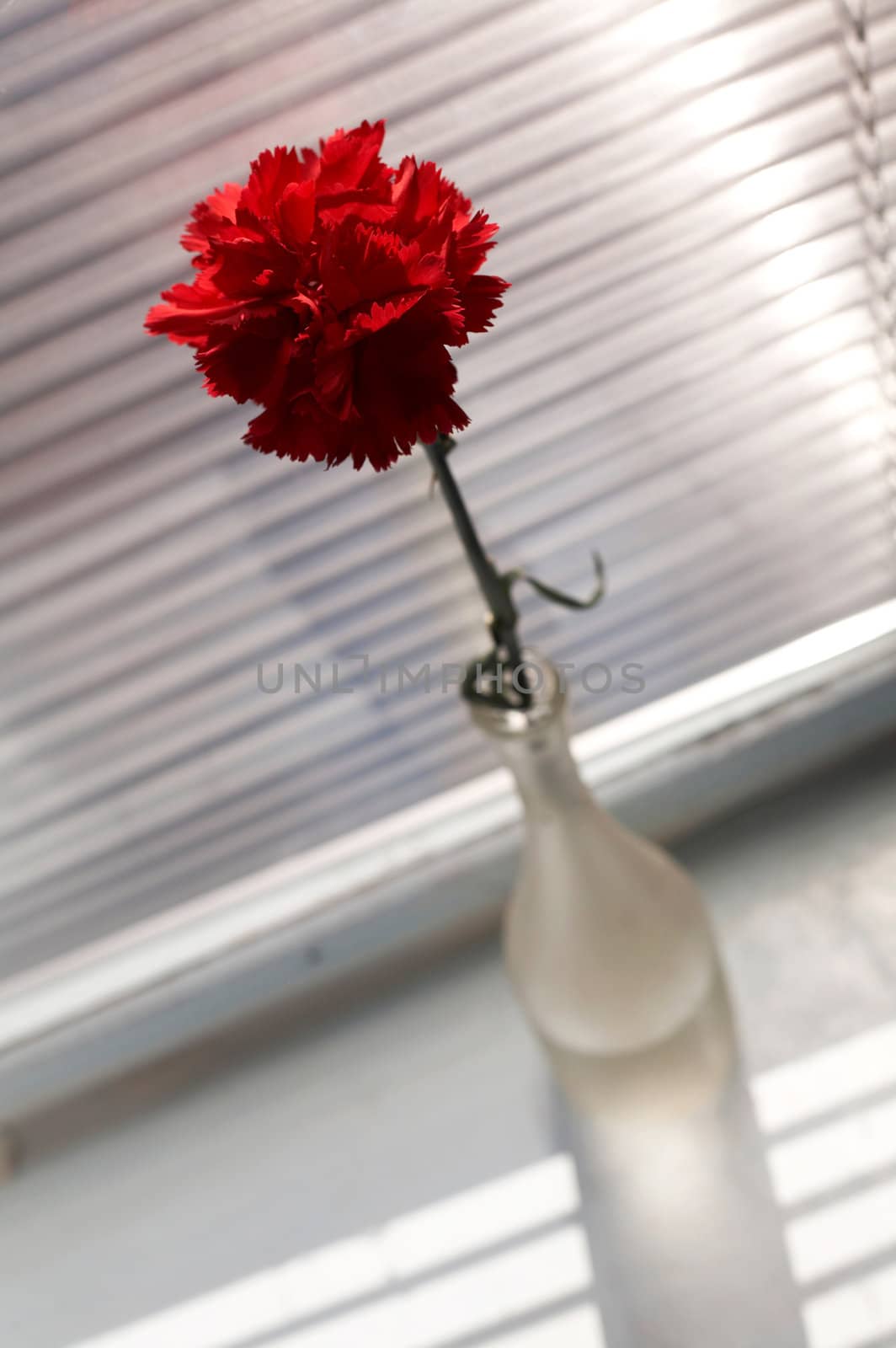 Red flower by velkol