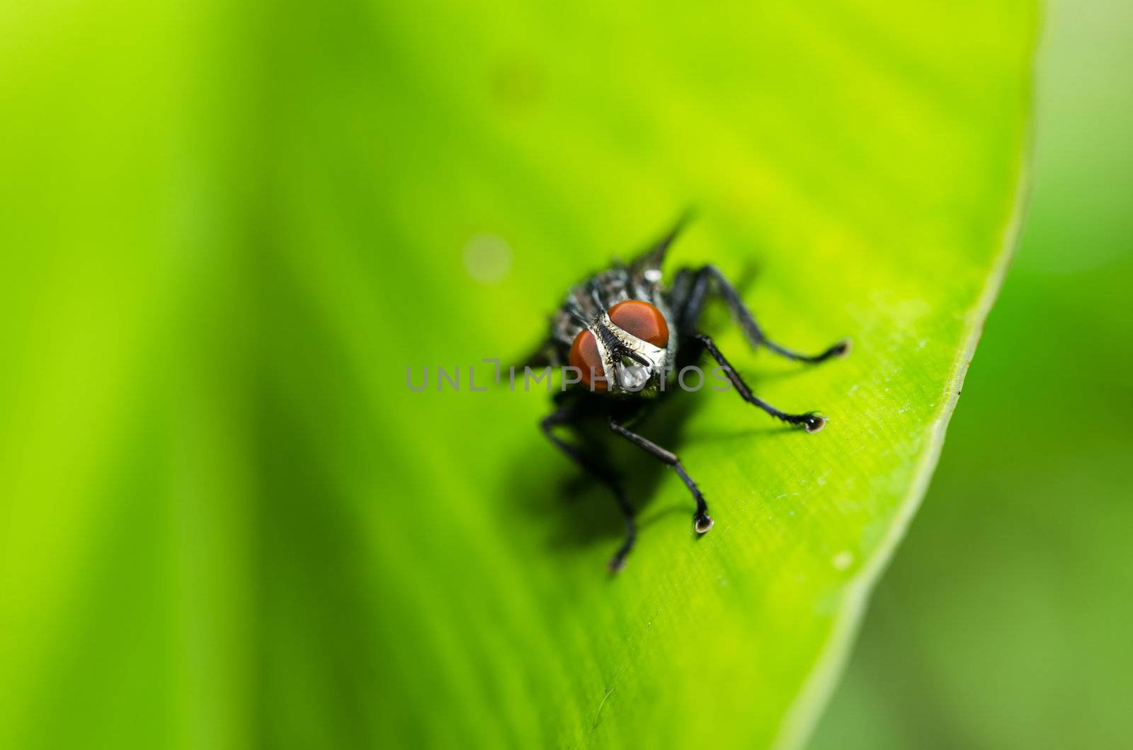 fly in green nature or in the city or on food