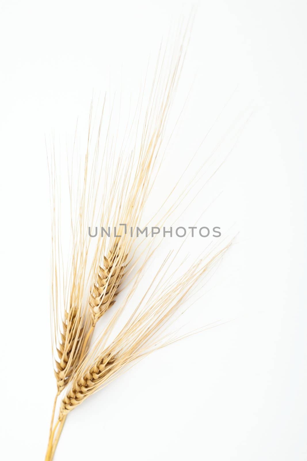 An image of three ears of ripe barley