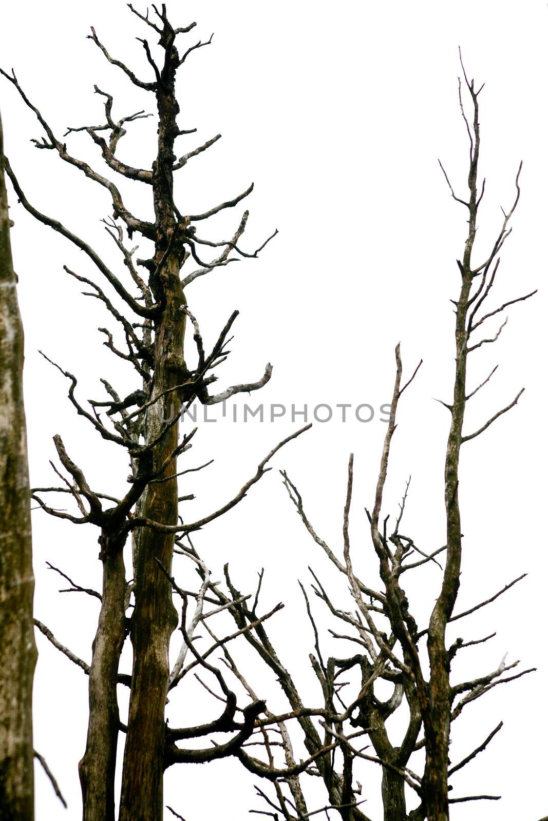 An image of old branches of trees