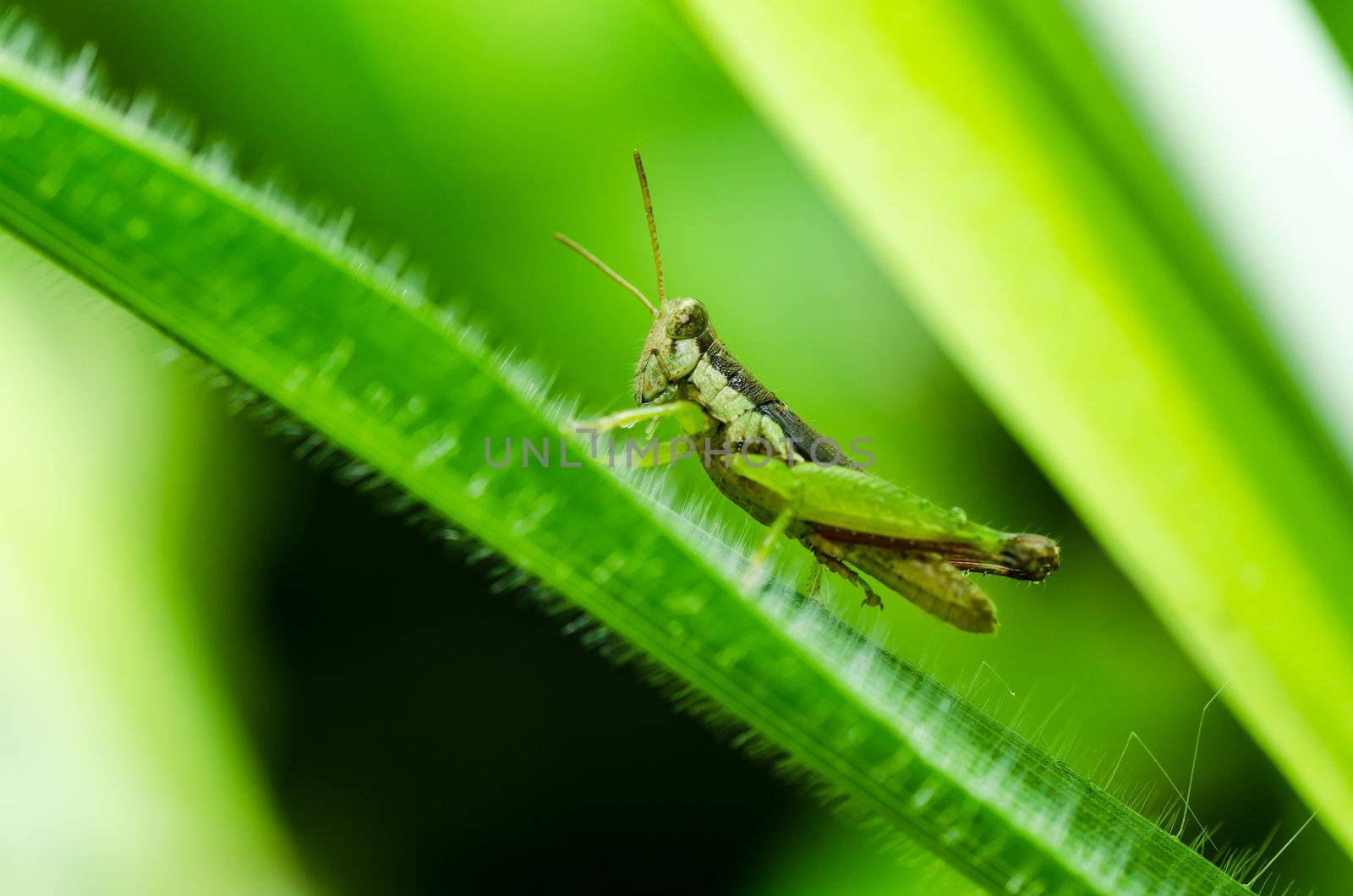 grasshopper in green nature or in the garden