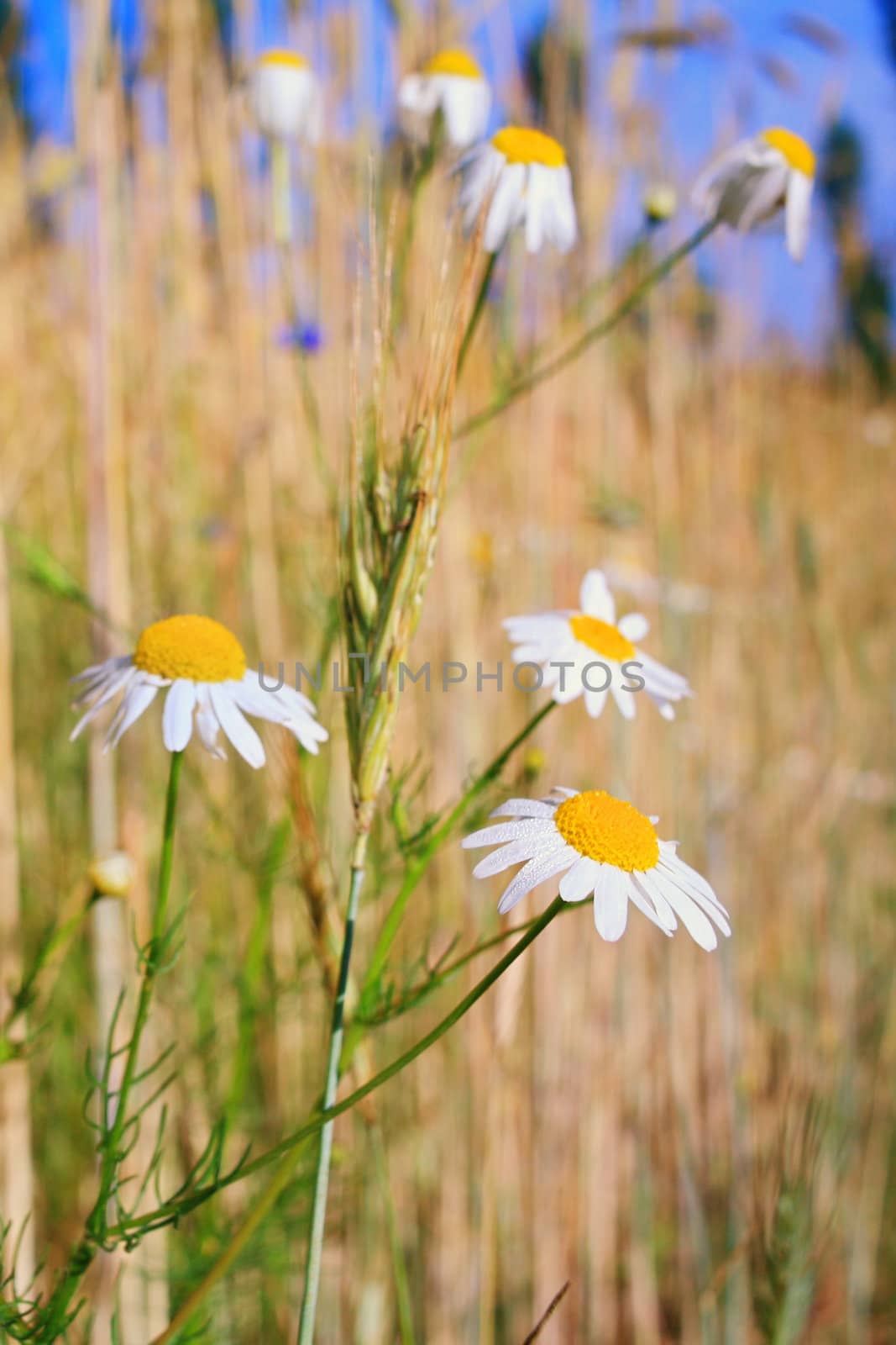 An image of field with white daisy