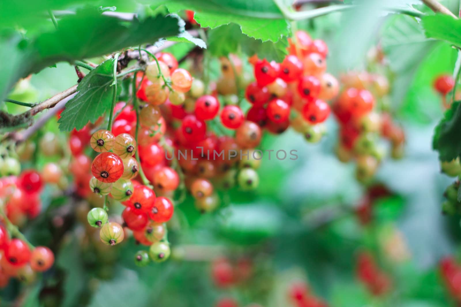 Red Currant berries on a bush closeup 