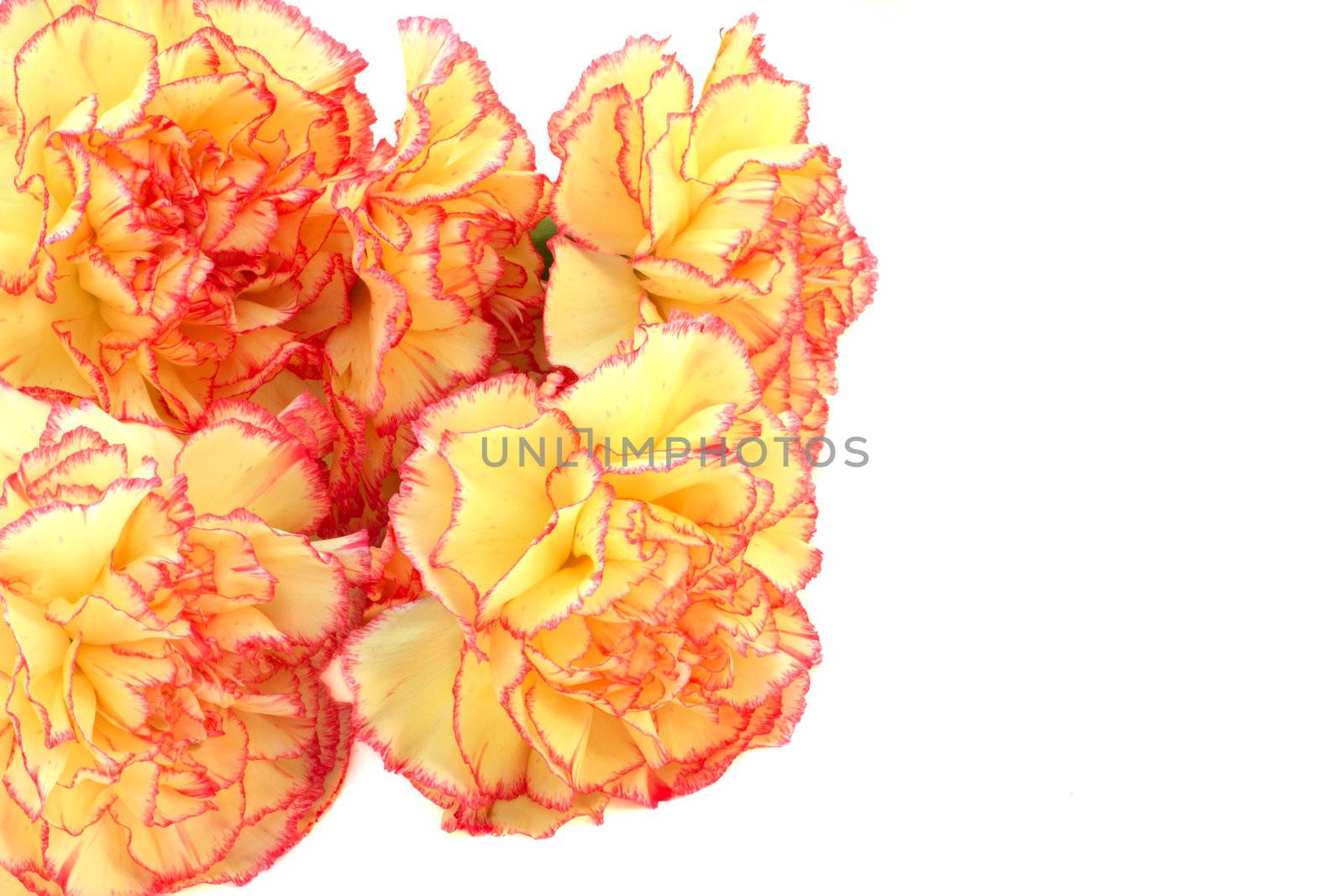 Beautiful bouquet of multicolored carnations isolated on white