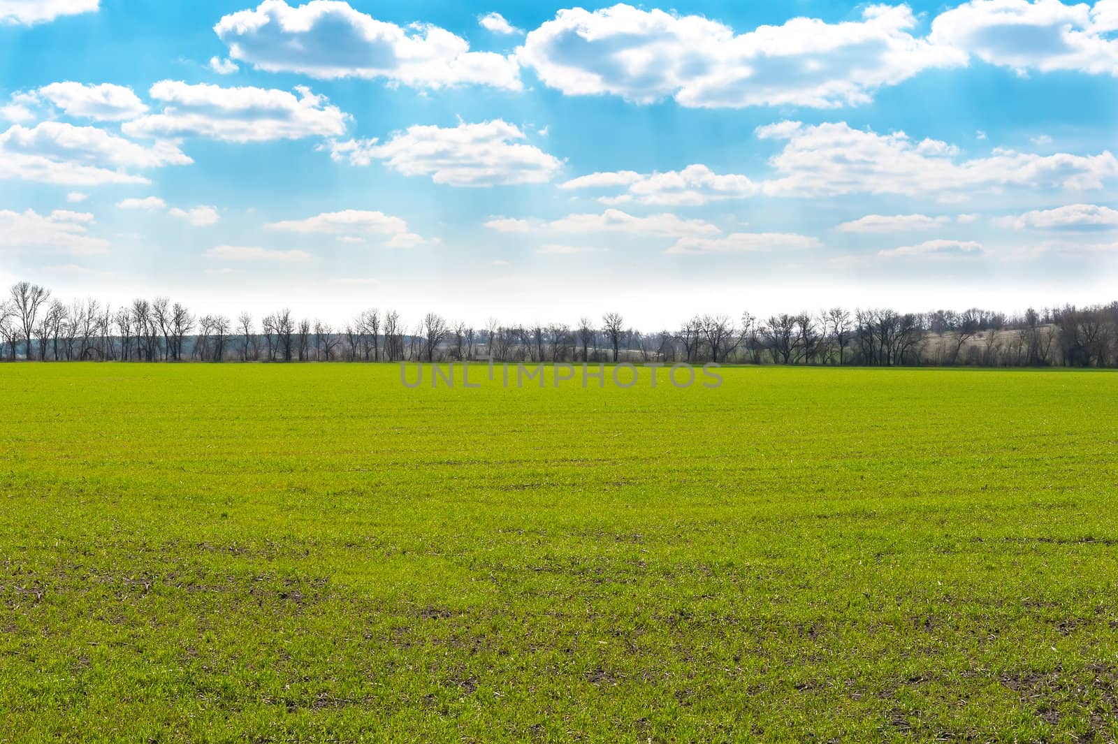 Green grass and blue sky. Spring landscape.