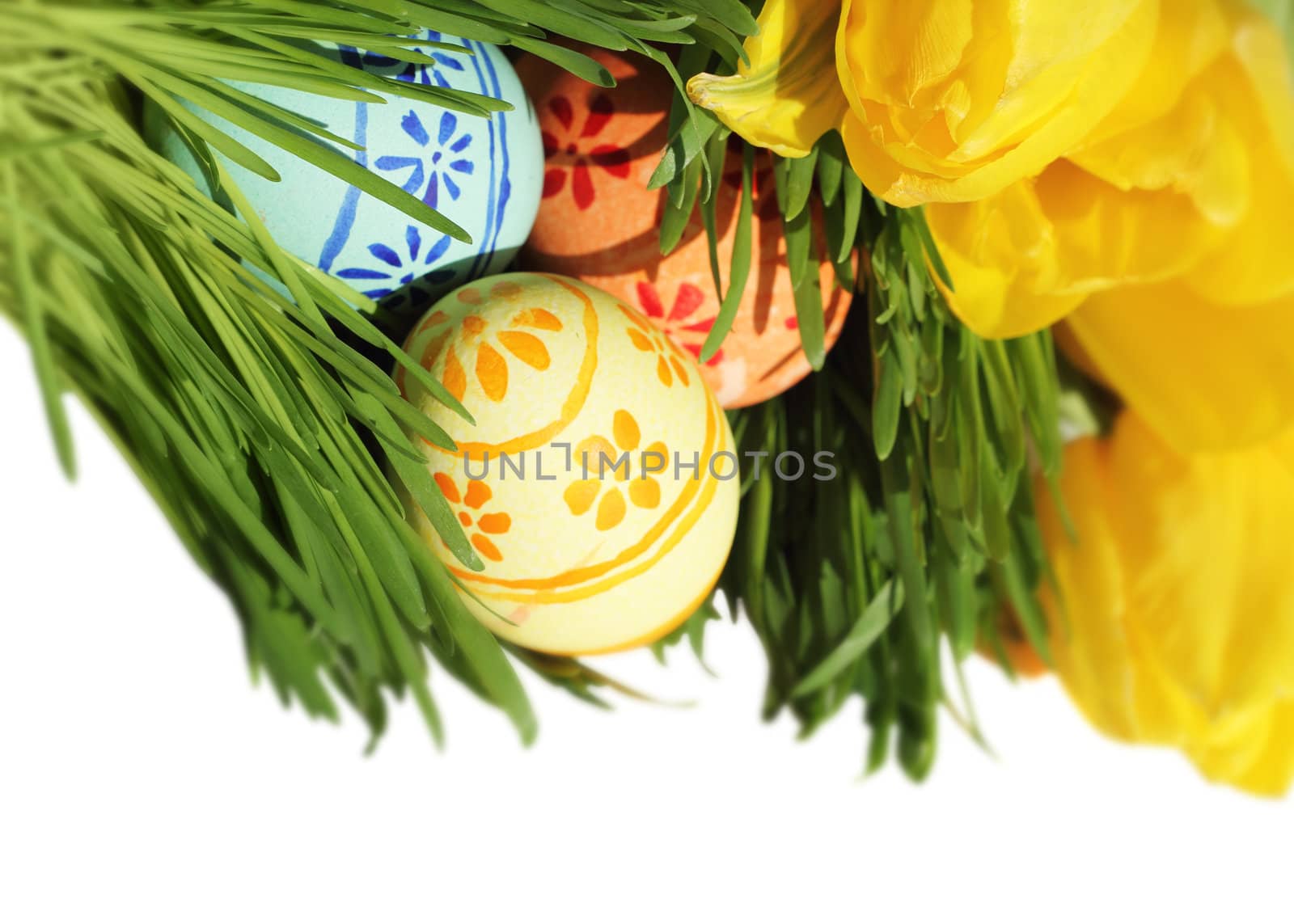 Easter eggs in green spring grass with yellow tulips on white background