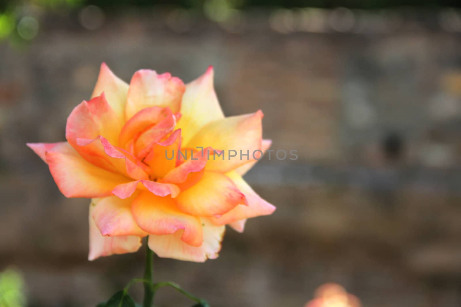 beautiful pink and yellow rose  in the garden close-up