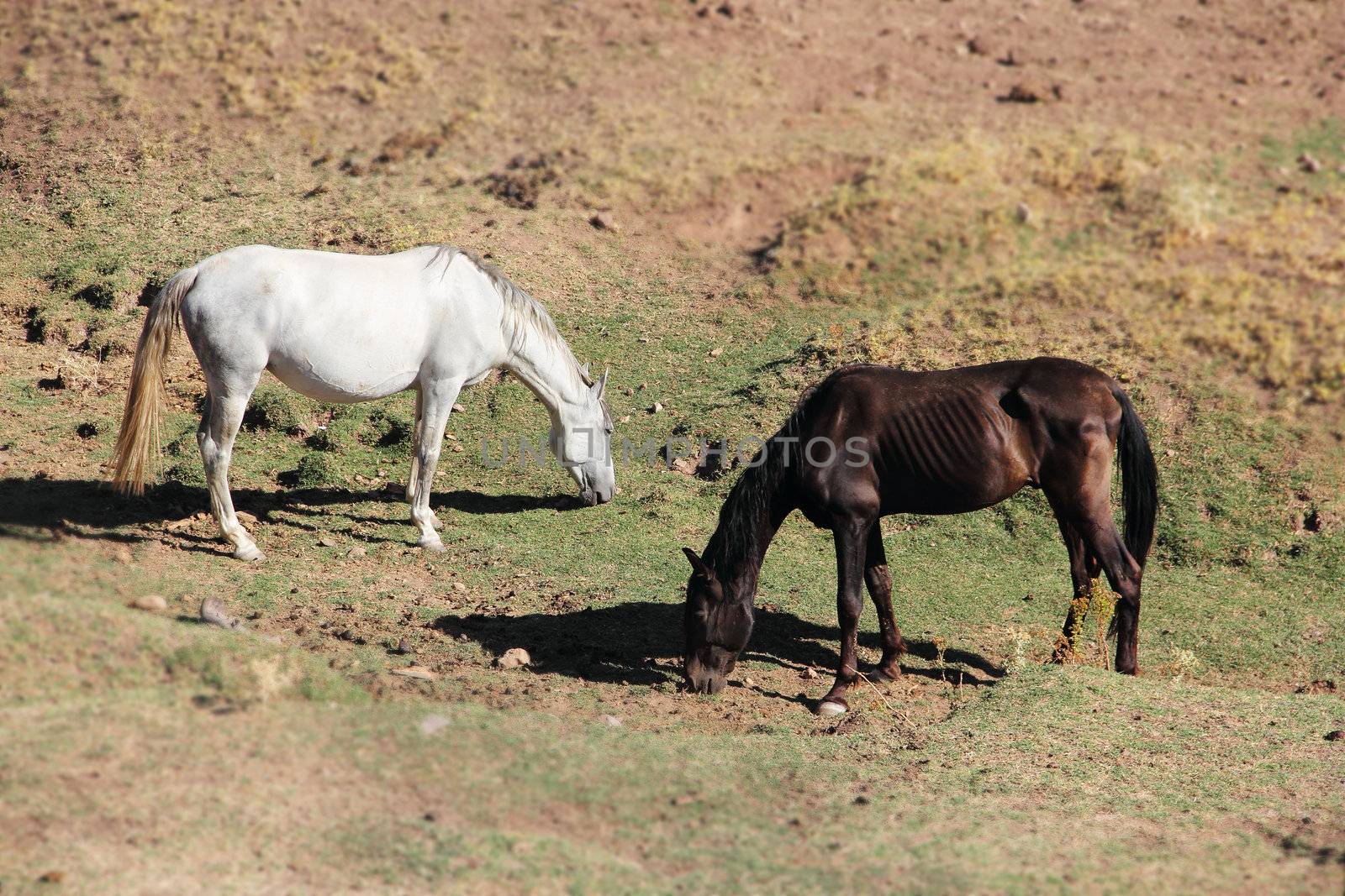 Purebred andalusian spanish  horses on dry pasture