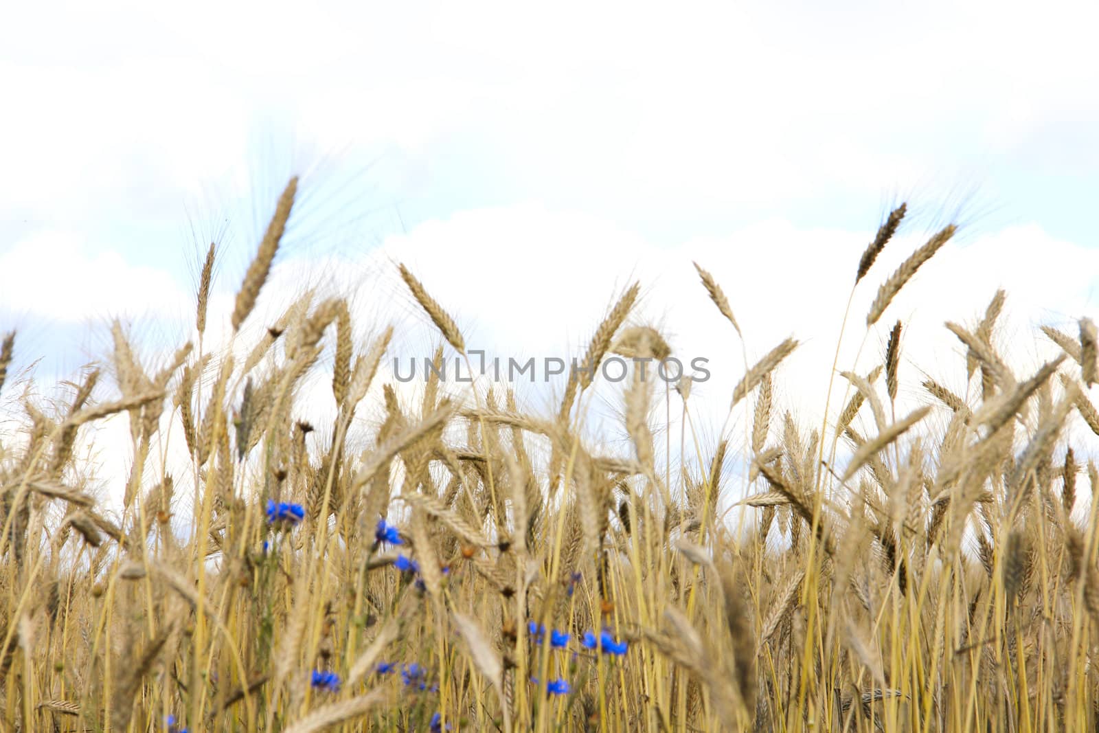 wheat and cornflowers on cloudy sky background close-up