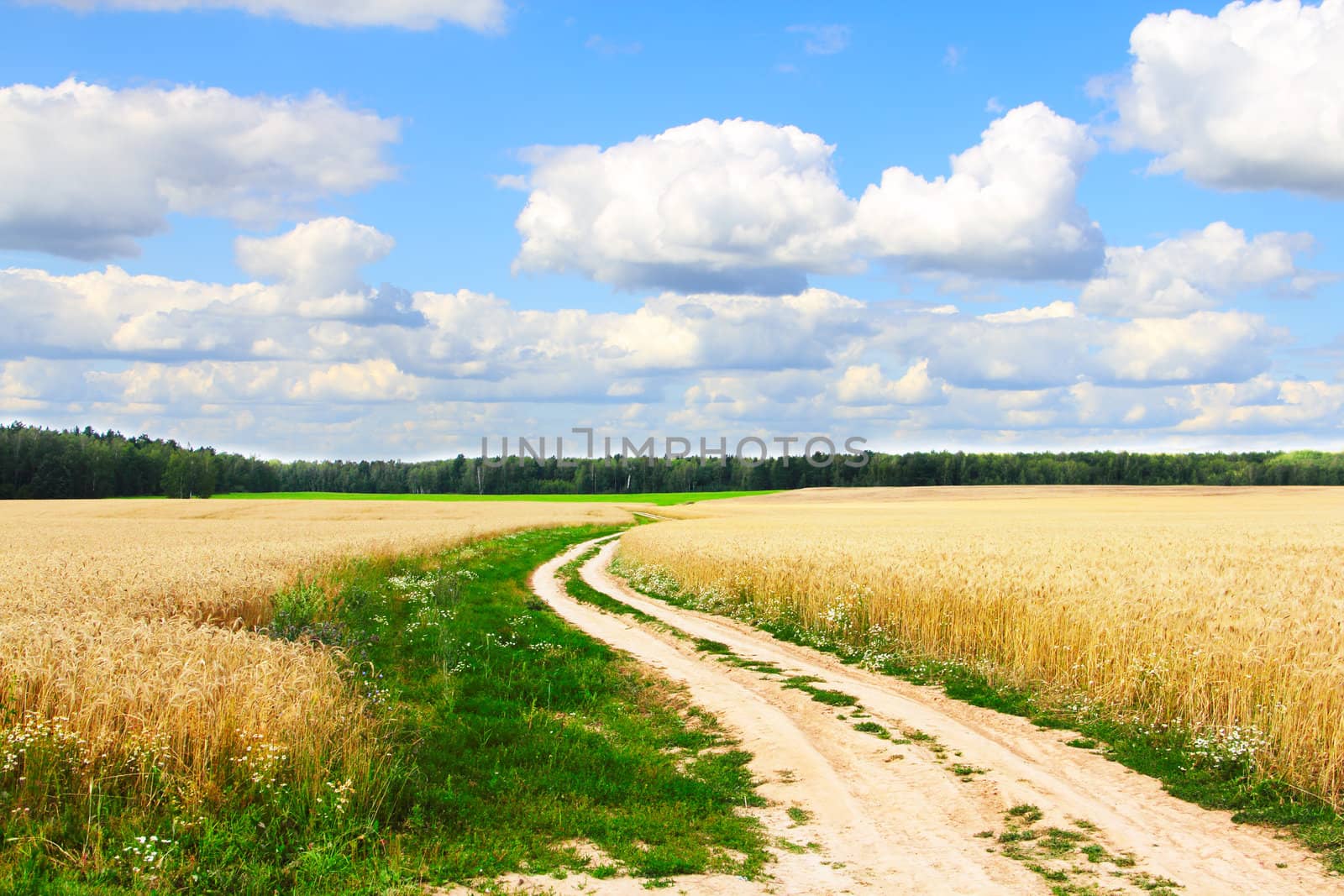Village road in wheat field under cloudy sky
