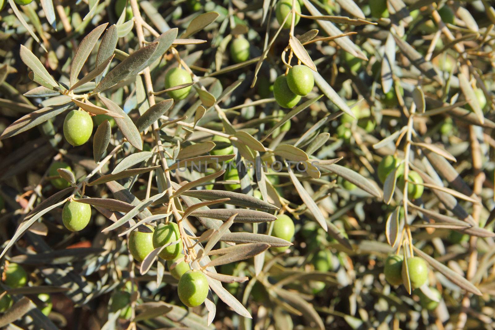 Olive tree beautiful branches with fruits close up