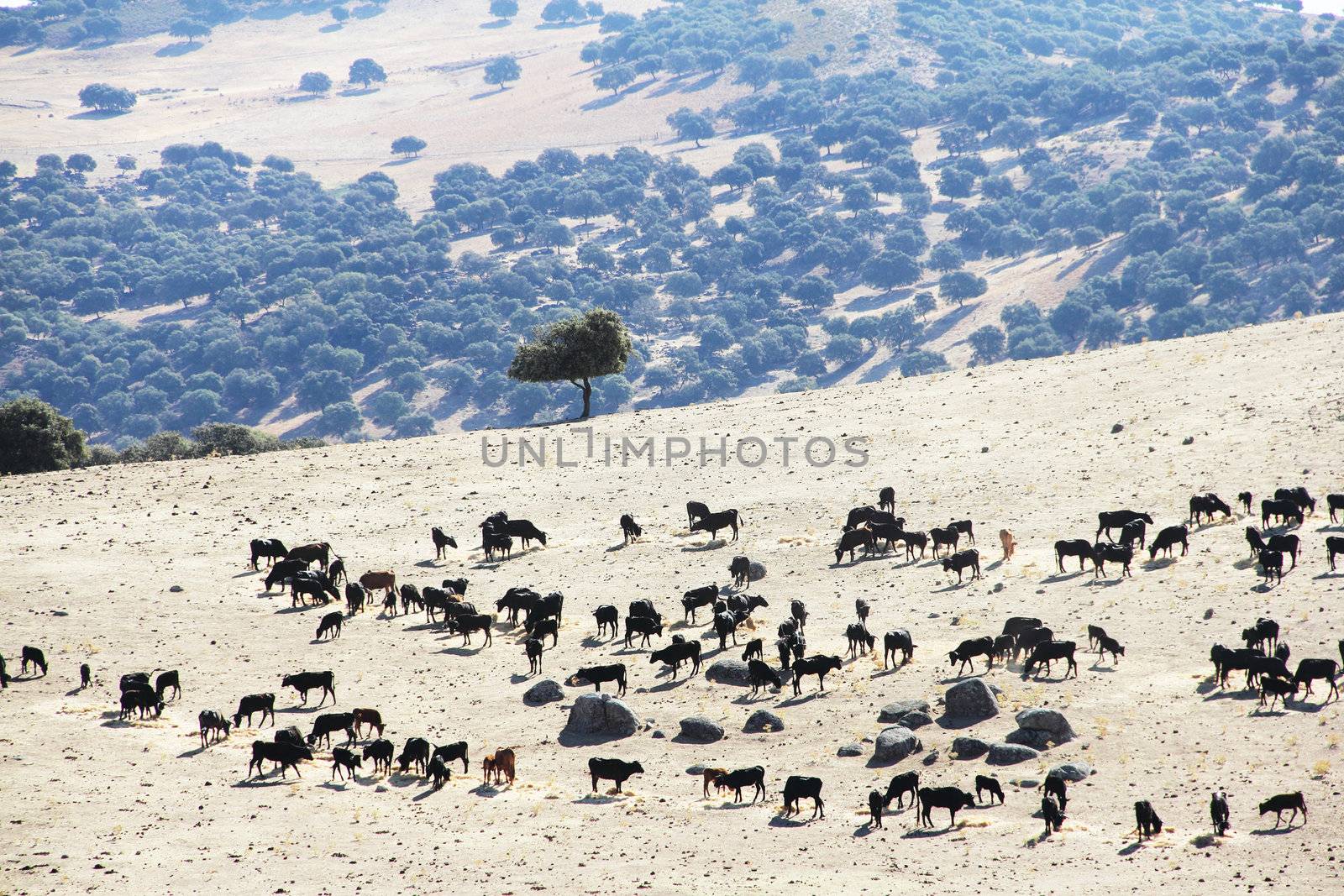 Herd of purebred bulls on beautiful spanish pasture