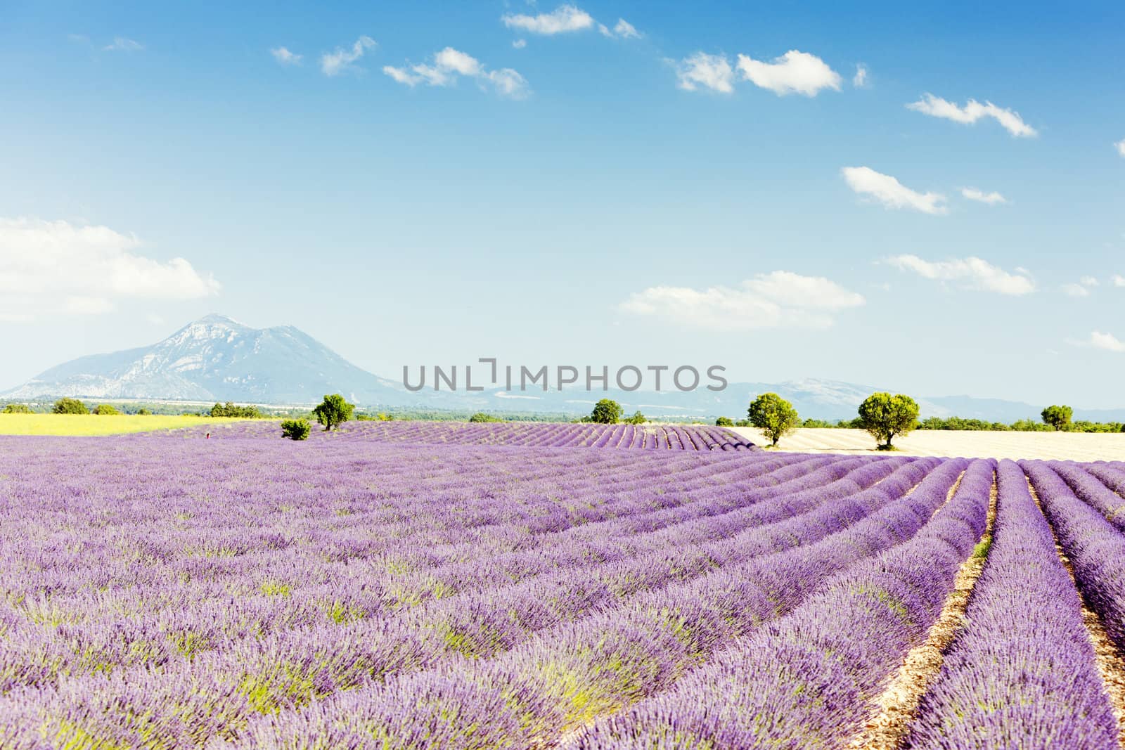 lavender field, Plateau de Valensole, Provence, France