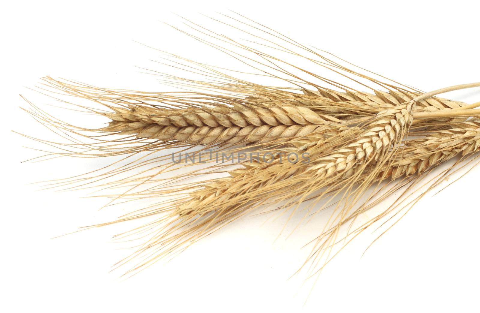 Wheat ears by destillat