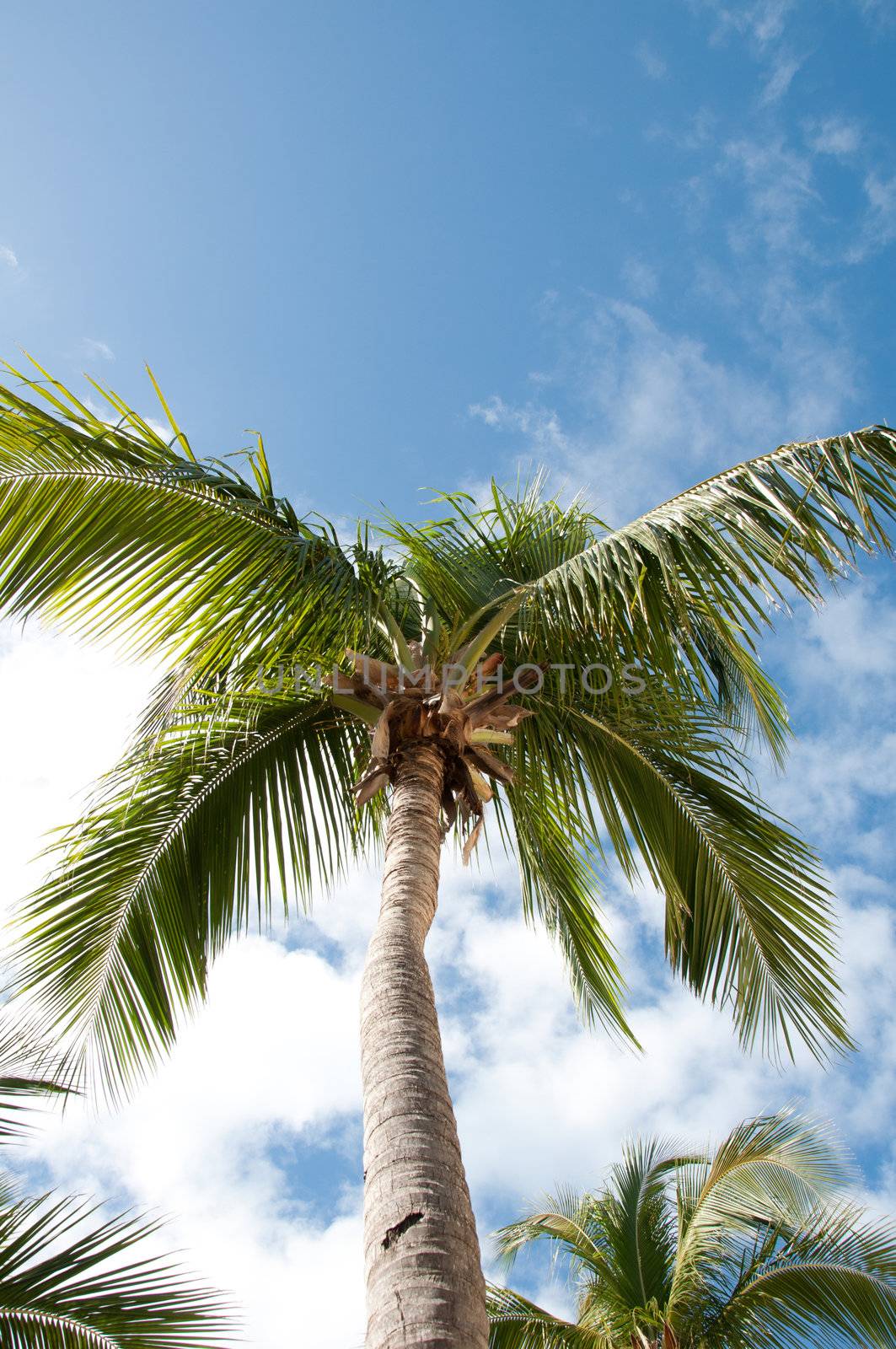 Image of palm trees against a blue sky.