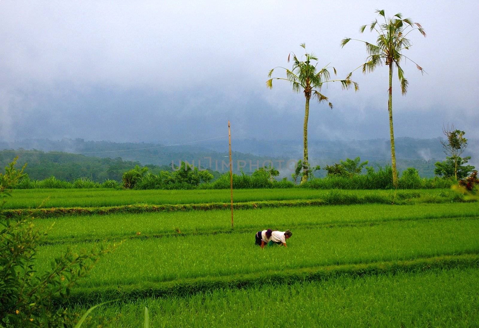 Workers in a rice field, Kiadan Pelaga, Bali, Indonesia.