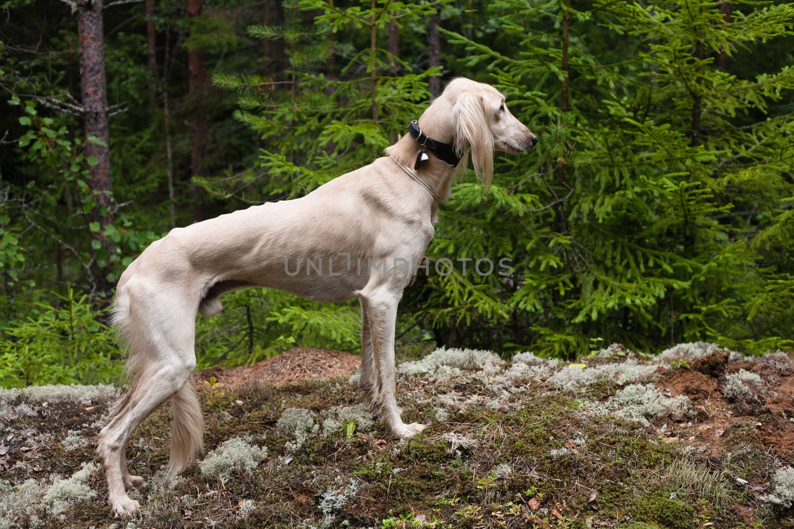 White saluki standing a summer forest
