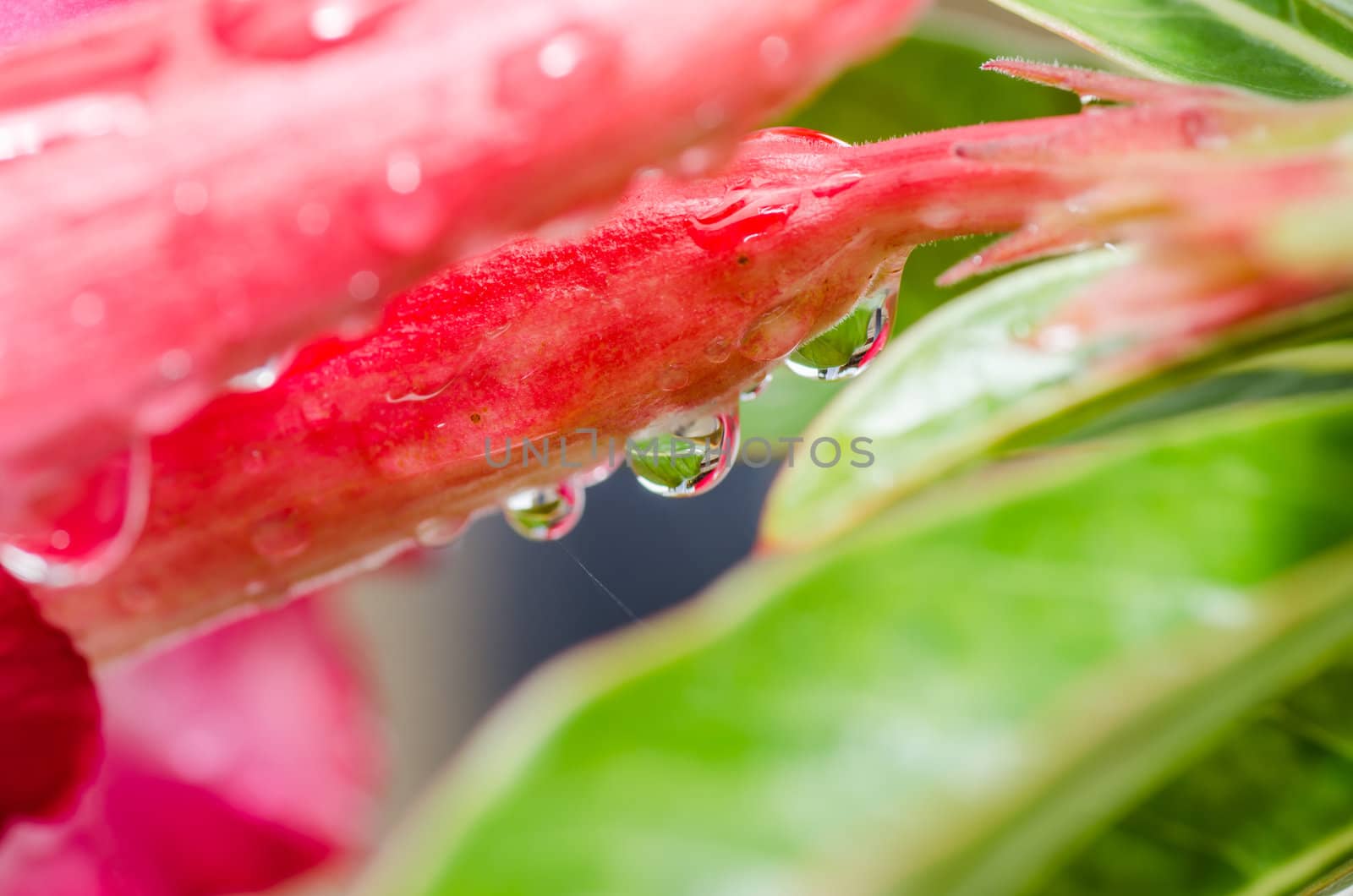 fresh water drops in flower. in green nature or in forest