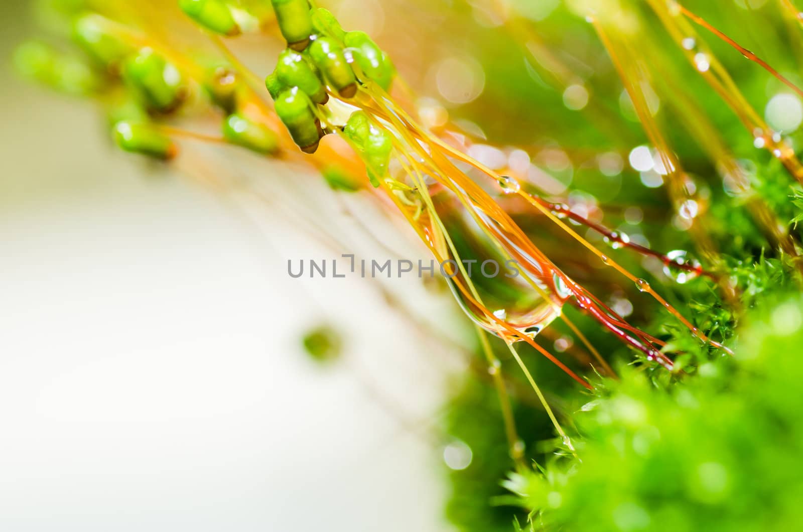 Fresh moss and water drops in green nature or in old stone or old wall