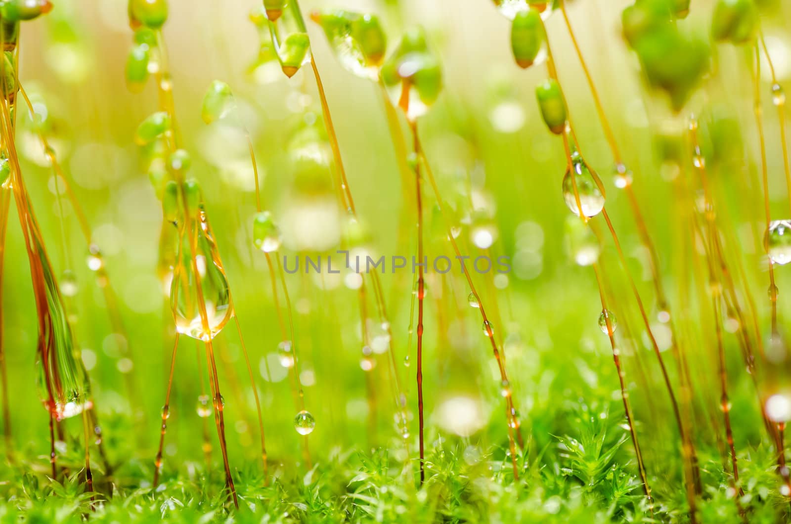 Fresh moss and water drops in green nature or in old stone or old wall