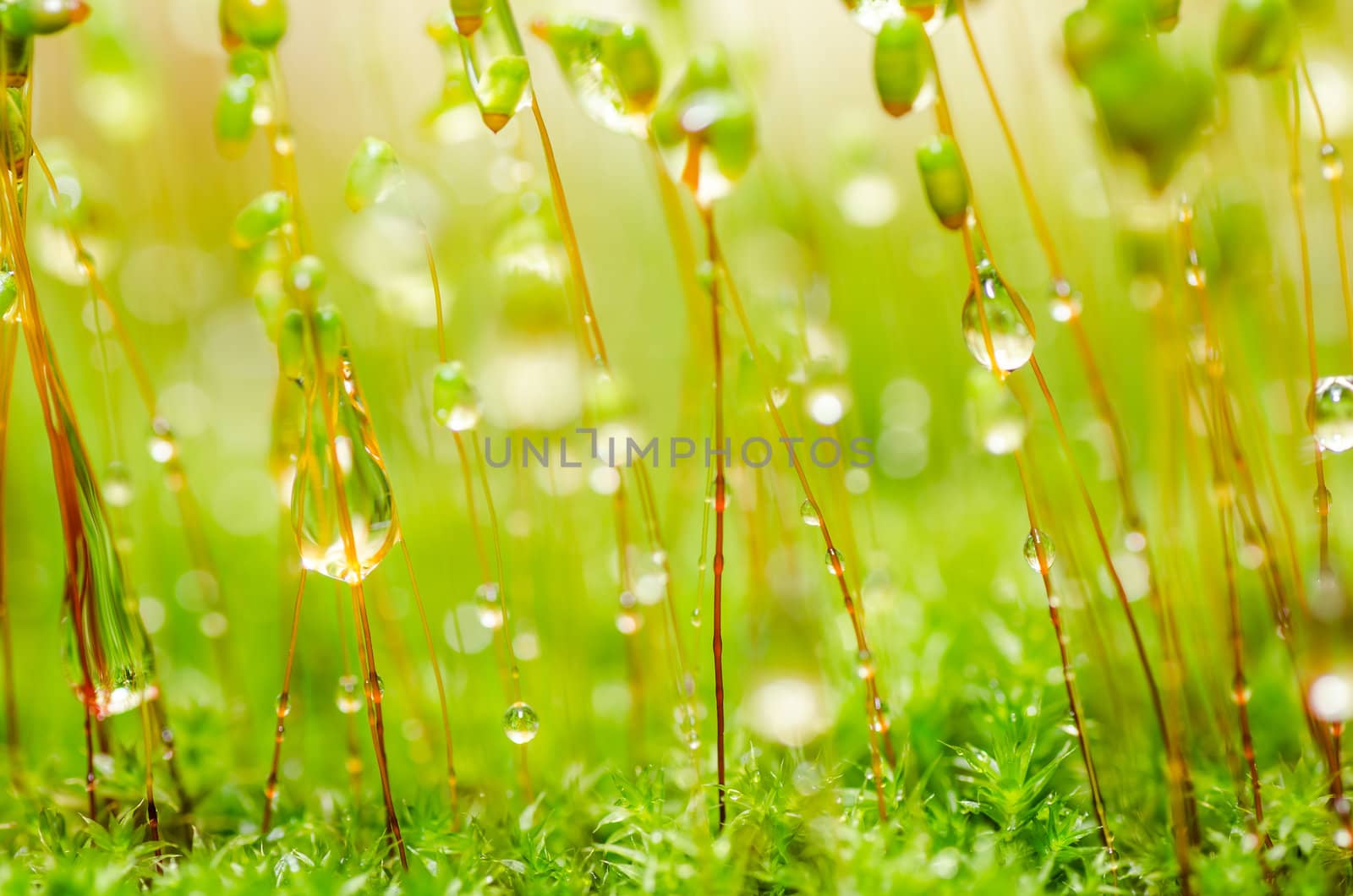 Fresh moss and water drops in green nature by sweetcrisis