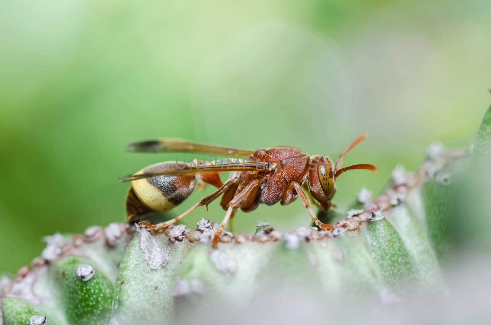 wasp and cactus in green nature or in garden. It's danger.