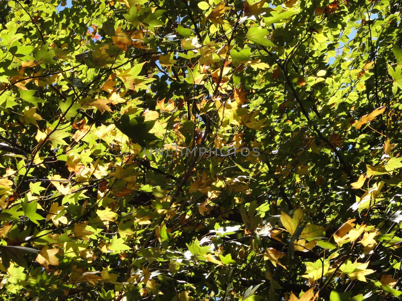 Photo of Autumn tree leaves