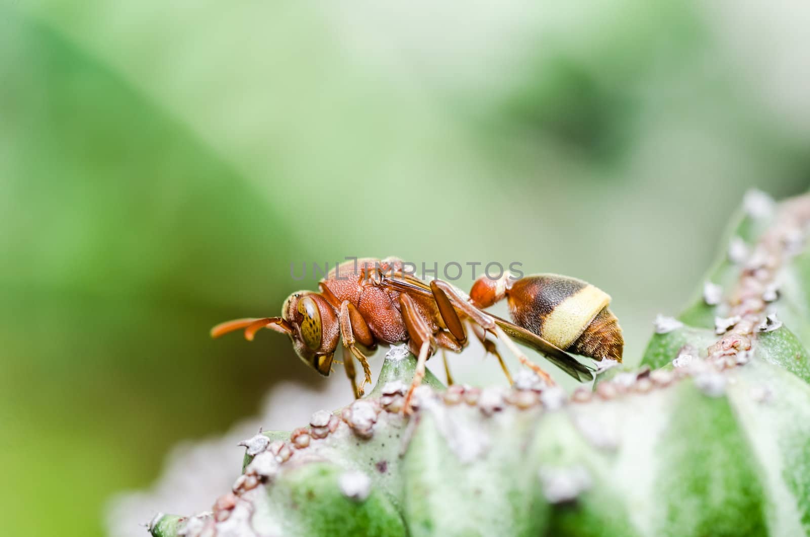 wasp and cactus  in green nature or in garden by sweetcrisis