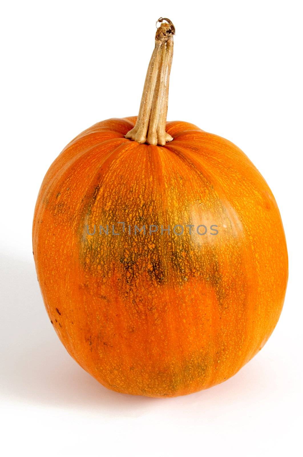 Pumpkin by velkol
