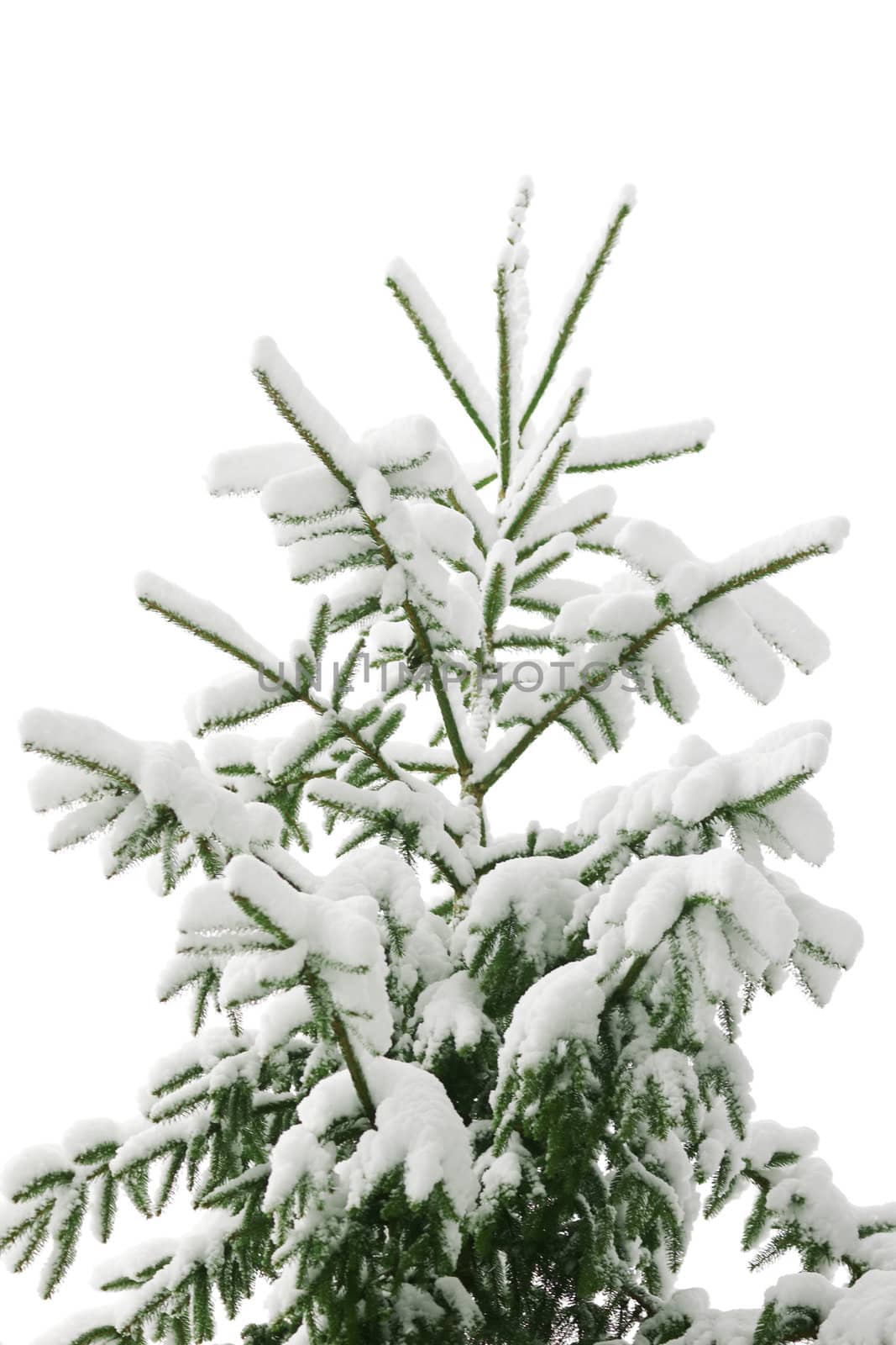 An image of a fir-tree
