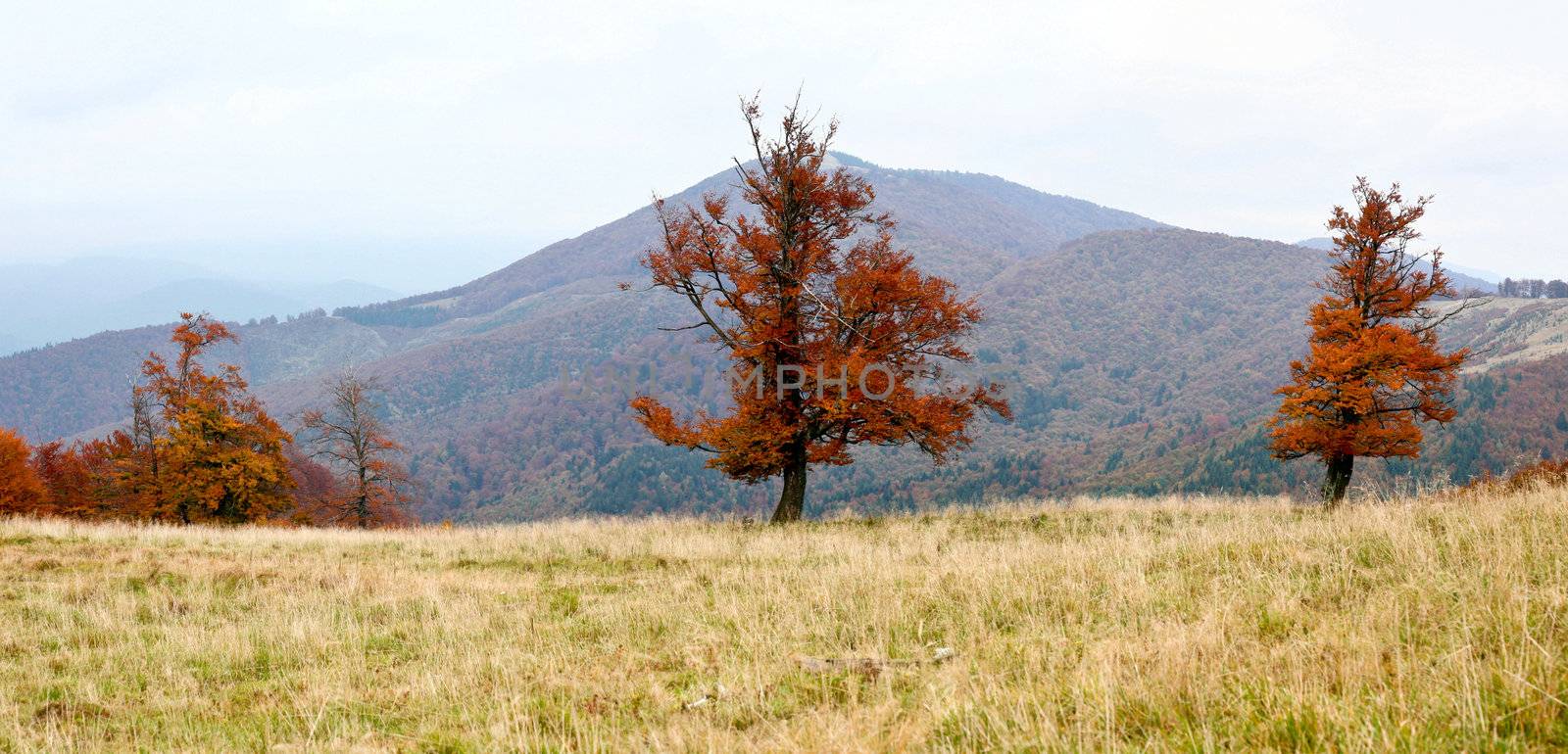 An image of beautiful autumn in the mountains 