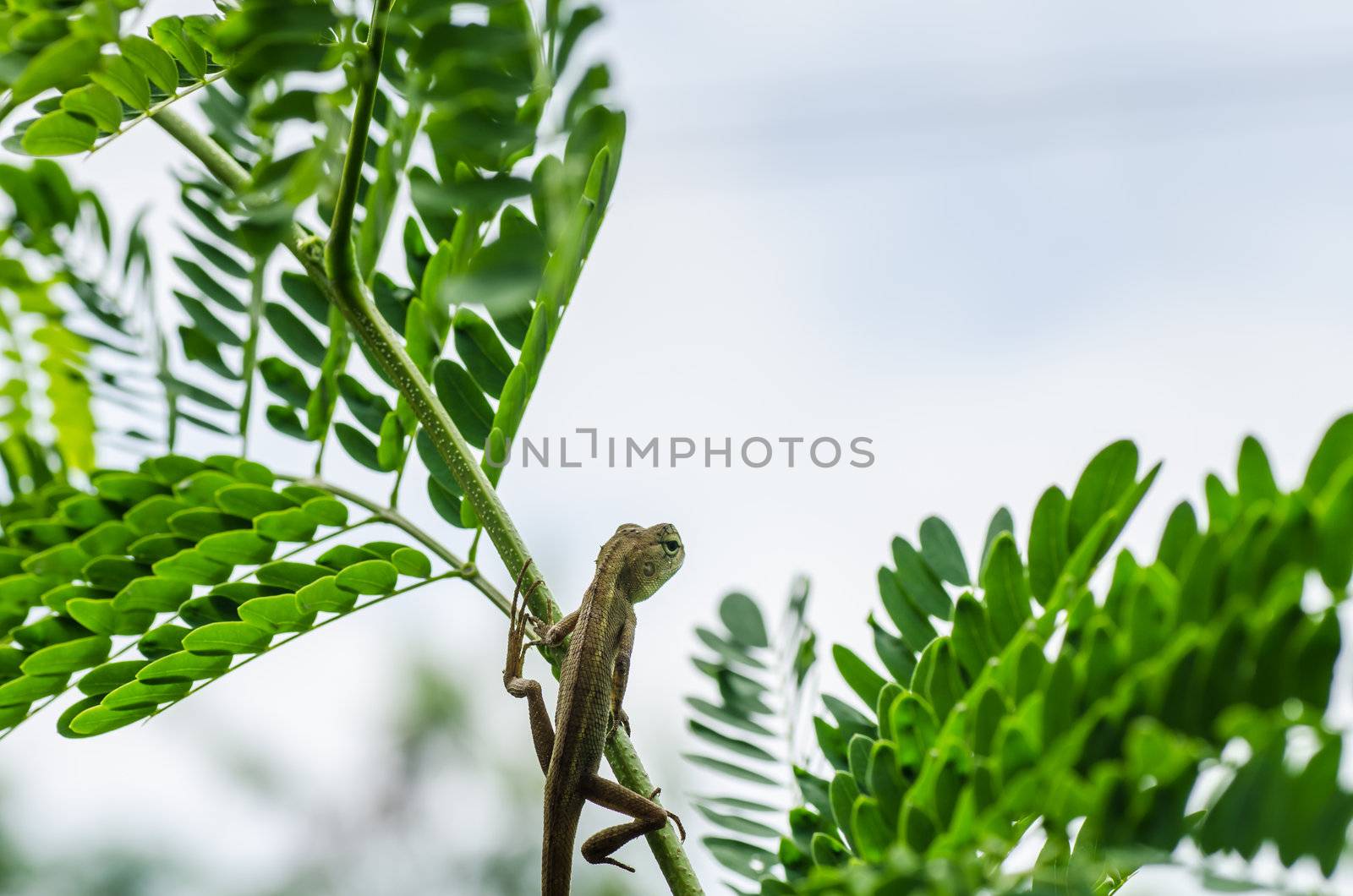 Lizard on the tree in green nature or in park or in the garden