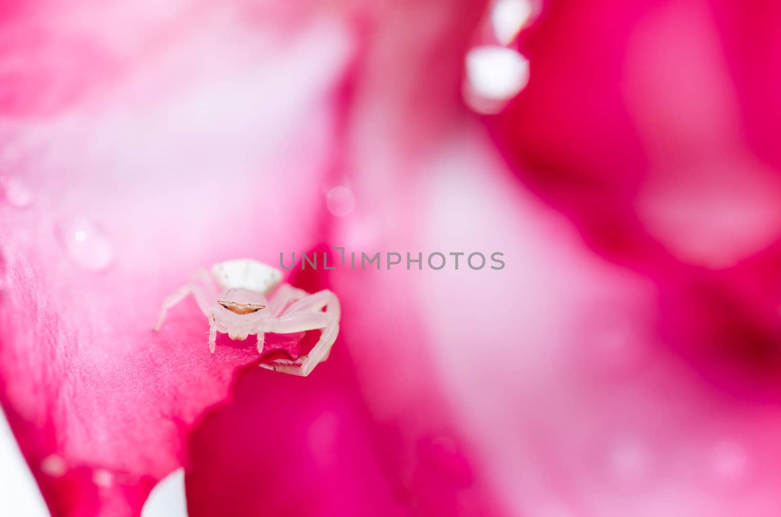 white spider and pink flower in nature by sweetcrisis