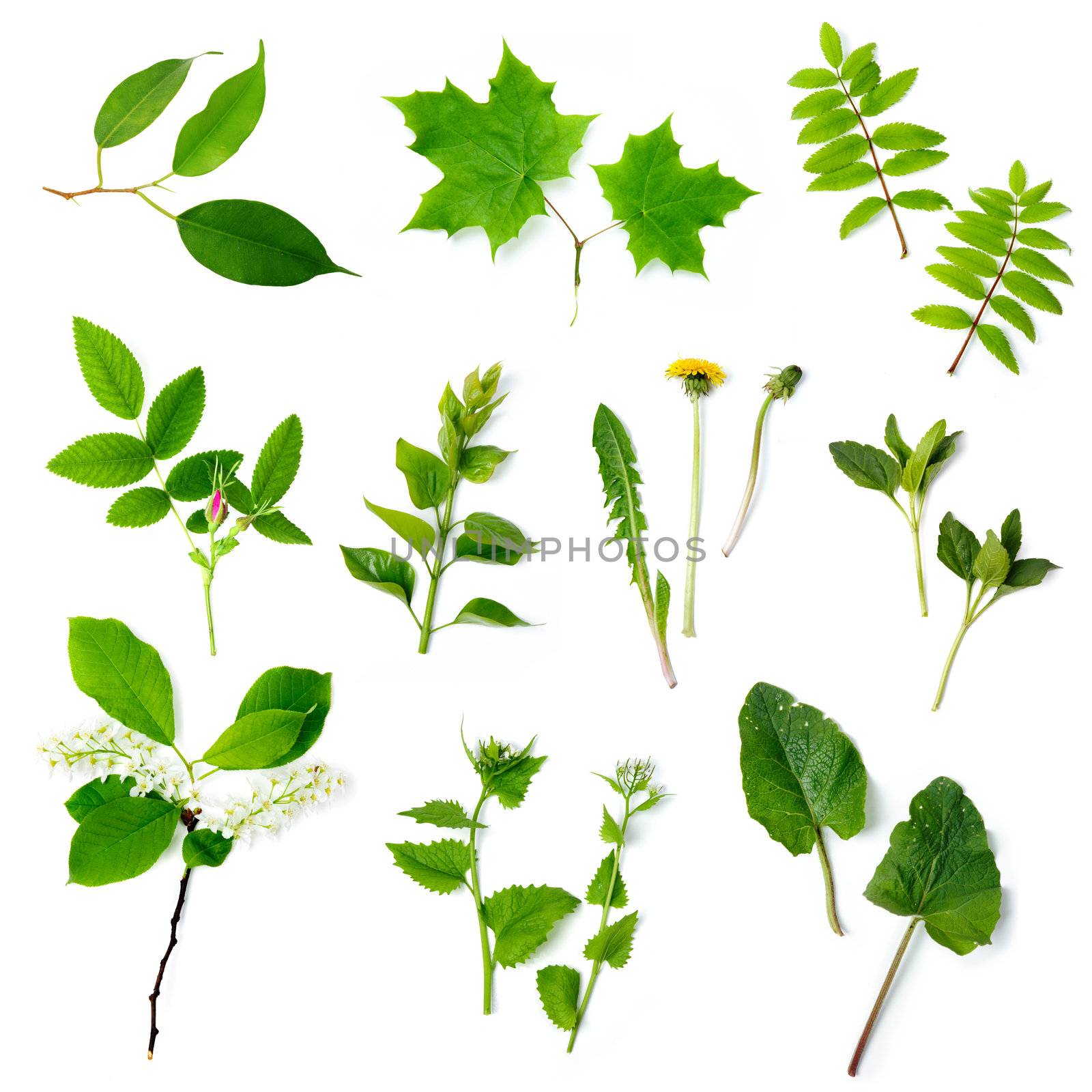 An image of a set of various green plants