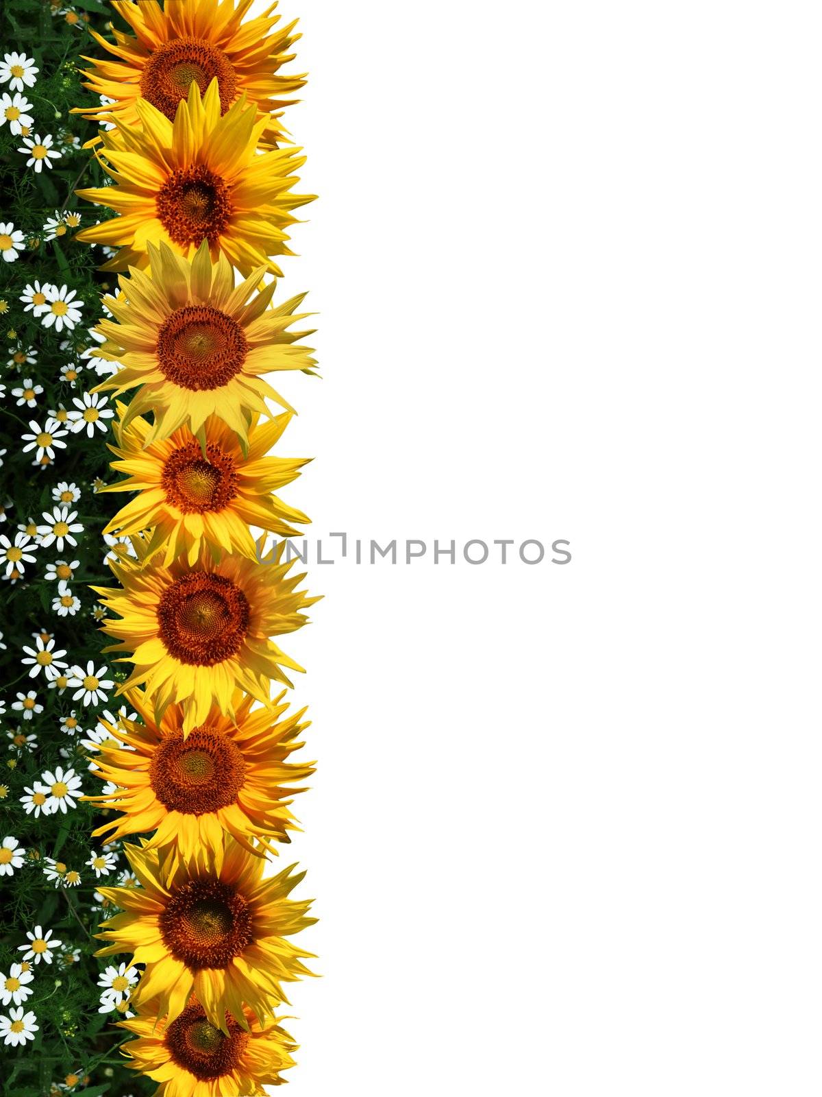 An image of sunflowers in a line.