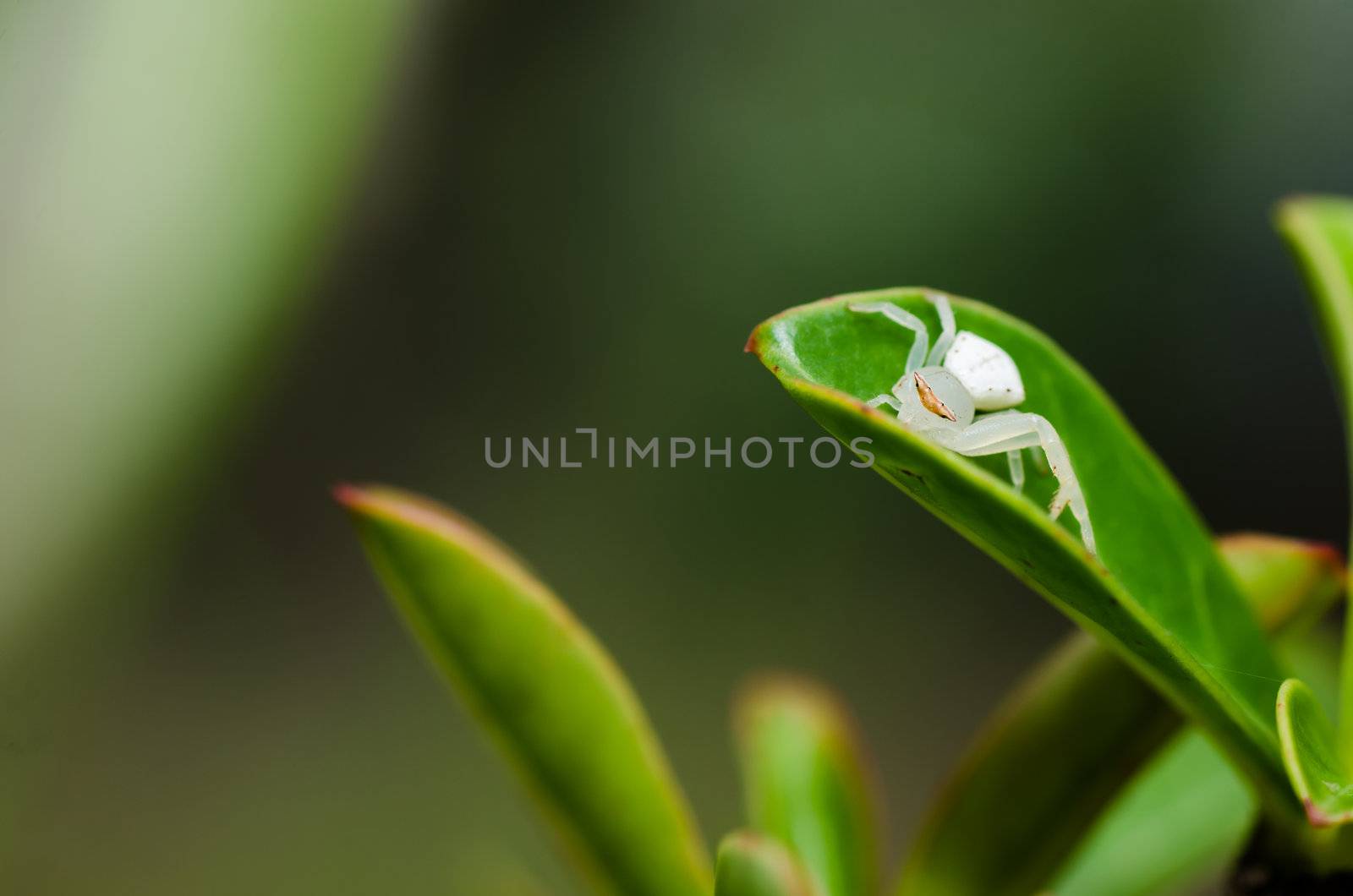 white spider on the leaf in nature by sweetcrisis
