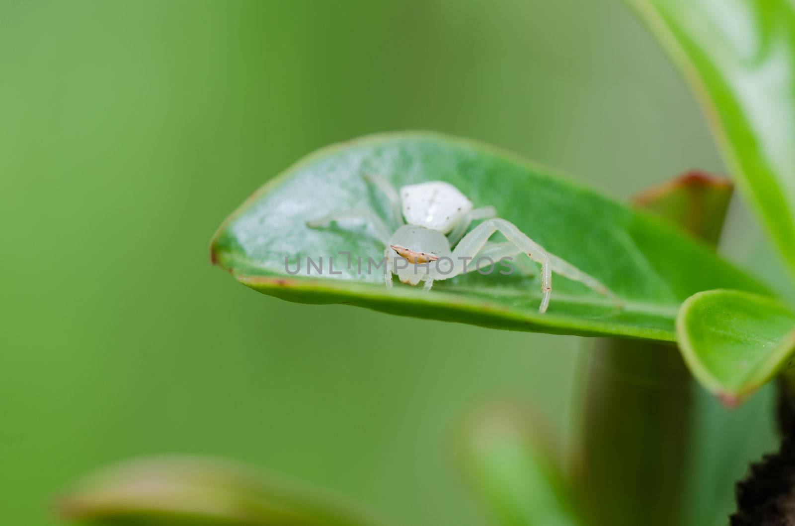 white spider on the leaf in nature by sweetcrisis