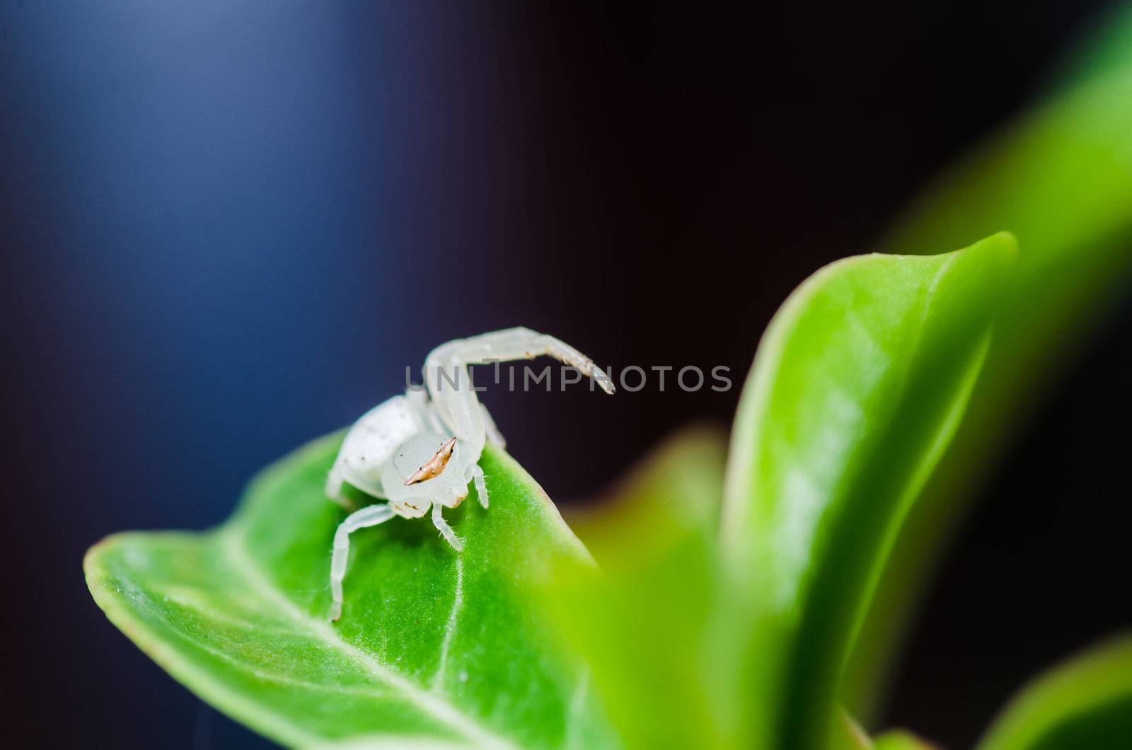 white spider on the leaf in nature by sweetcrisis