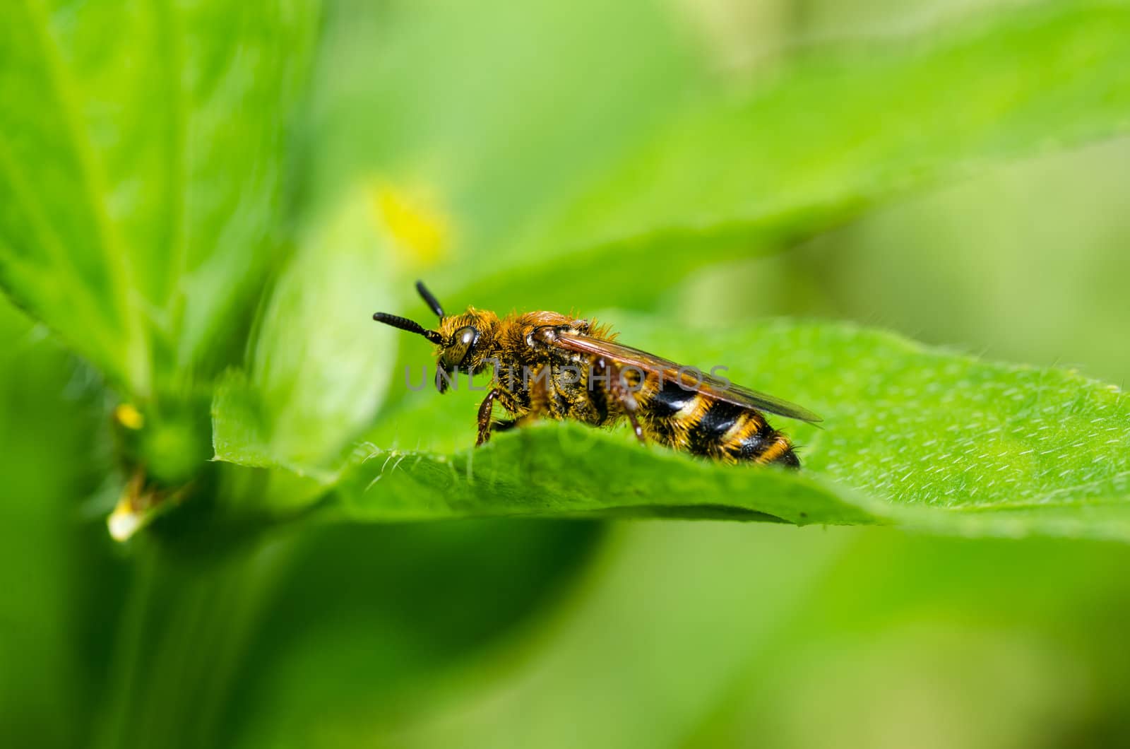 wasp in green nature or in garden by sweetcrisis